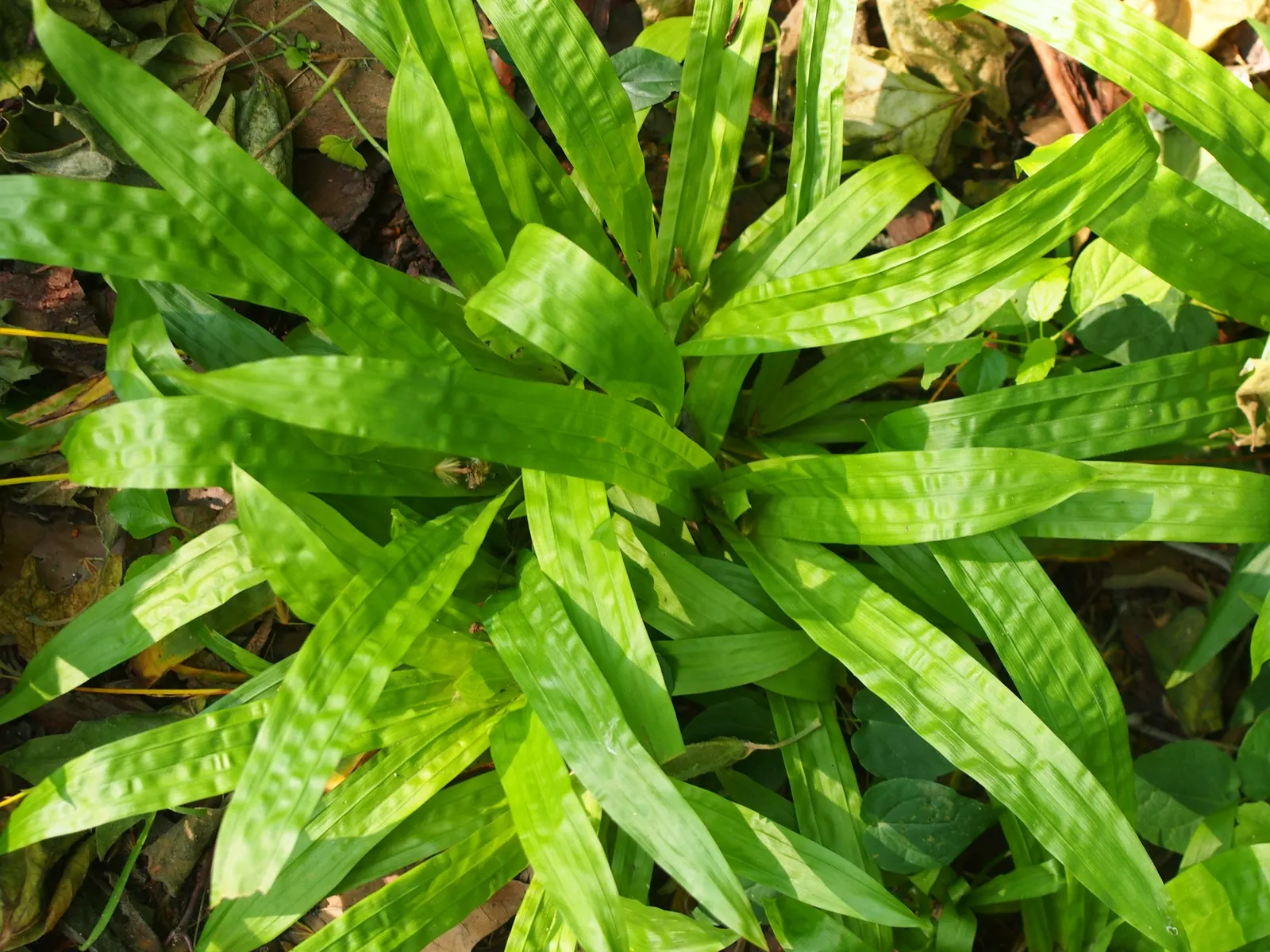 Seersucker Sedge (Carex plantaginea) — deep green leaves that resemble seersucker fabric; greenish-brown flower spikes appear in the spring