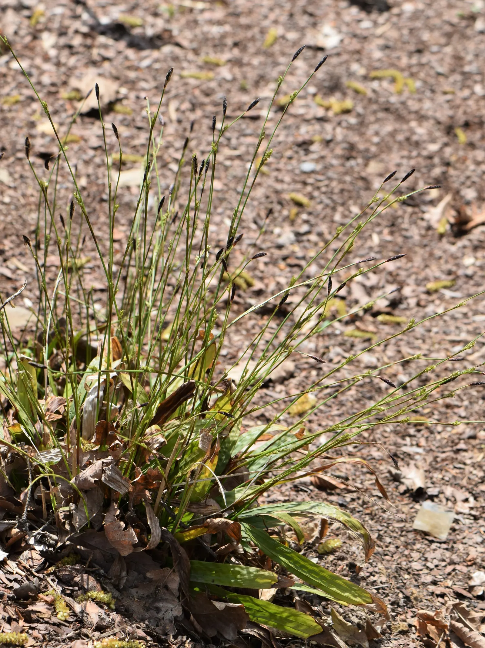 Seersucker Sedge (Carex plantaginea) — This low-maintenance grass-like plant thrives in USDA zones 4-9; it is a perfect choice for clients looking to create a