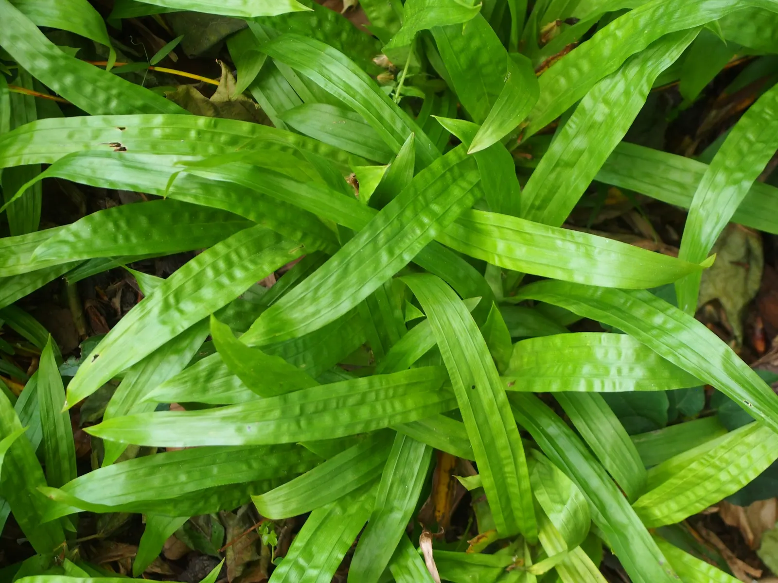 Seersucker Sedge (Carex plantaginea) — well-drained soils rich in organic matter
