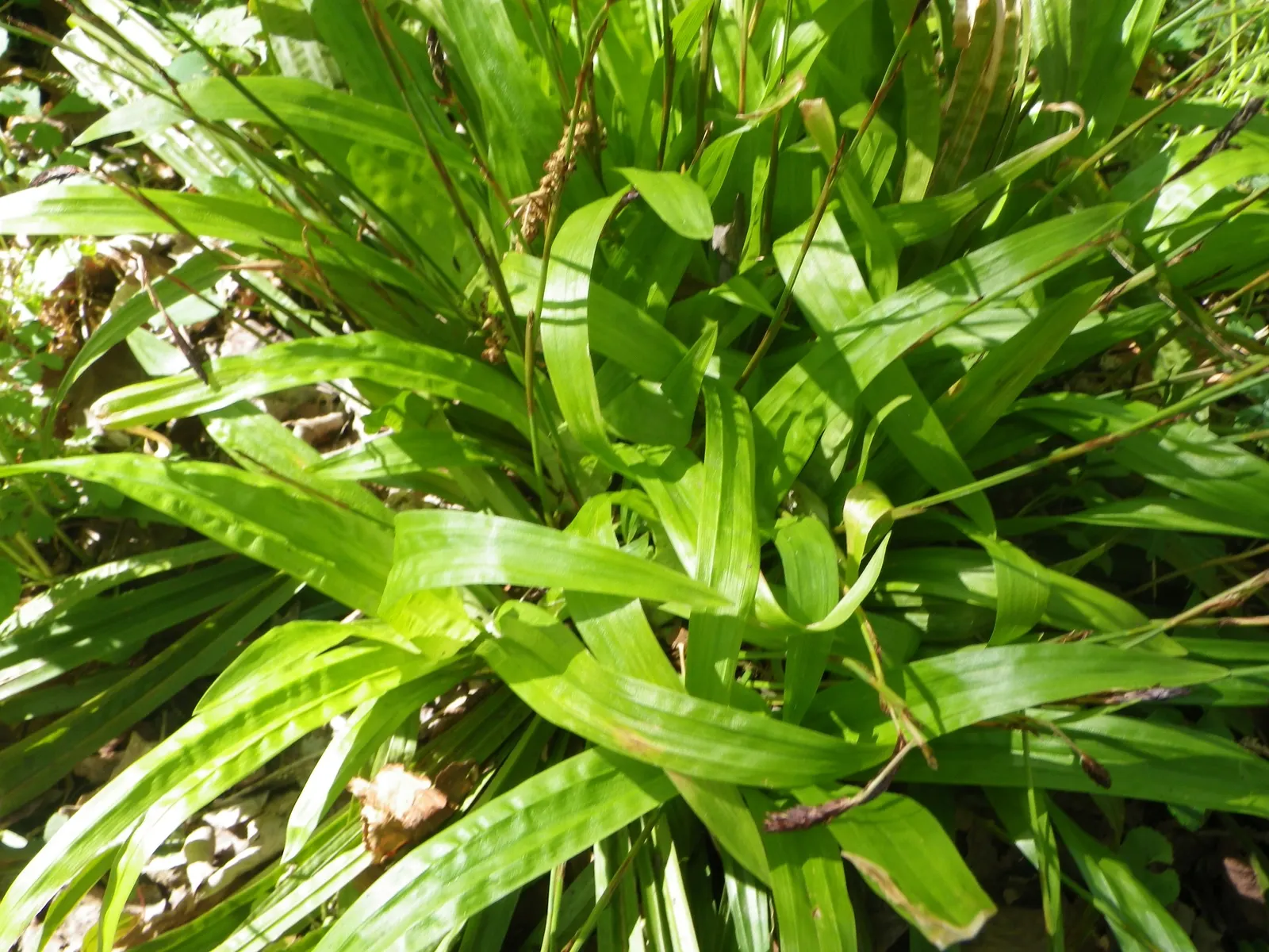 Seersucker Sedge (Carex plantaginea) — dimpled leaves reminiscent of the puckered fabric its common name suggests; seersucker Sedge (Carex plantaginea)