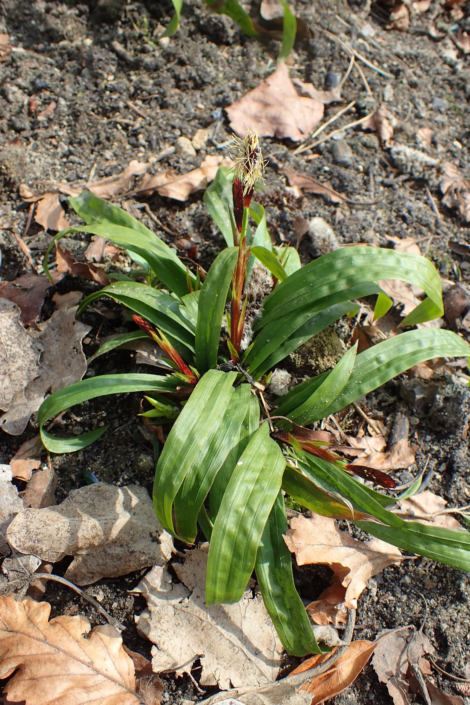 Seersucker Sedge (Carex plantaginea) — It is a versatile ground cover that is well-suited for woodland gardens
