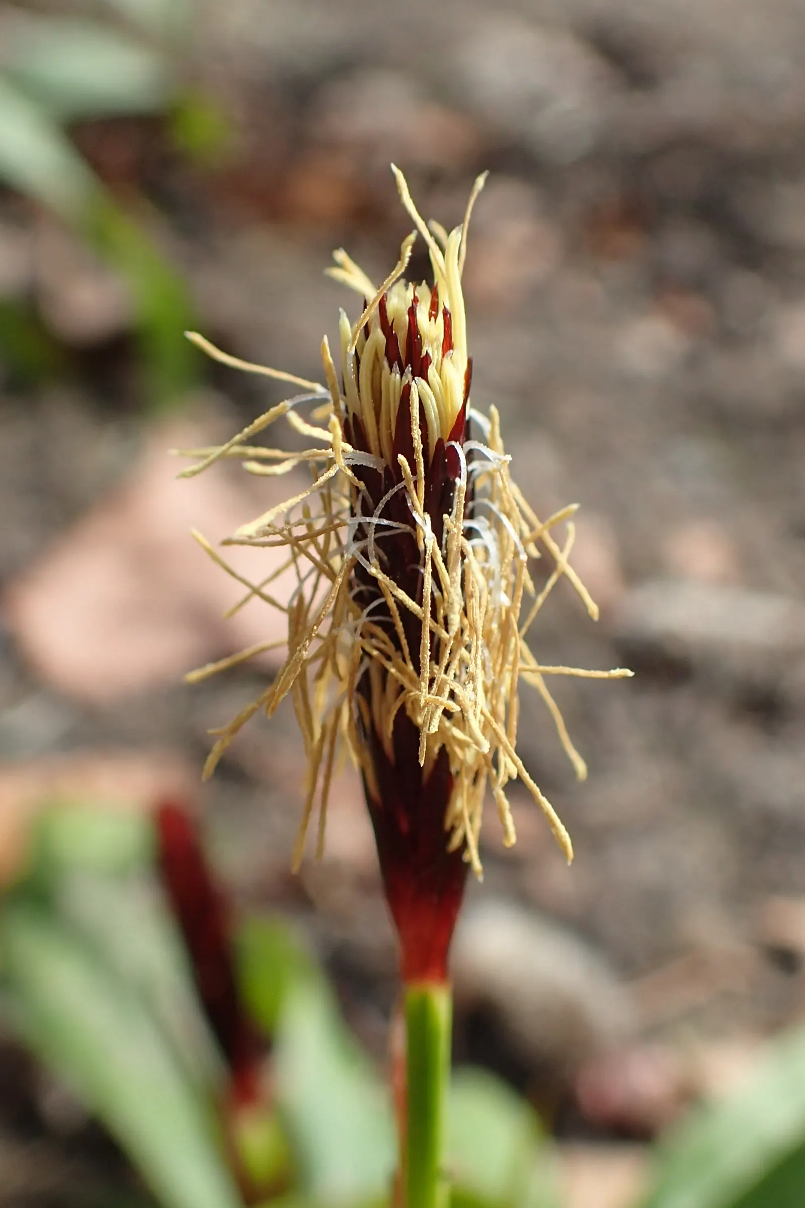 Seersucker Sedge (Carex plantaginea) — and can tolerate dry spells once established