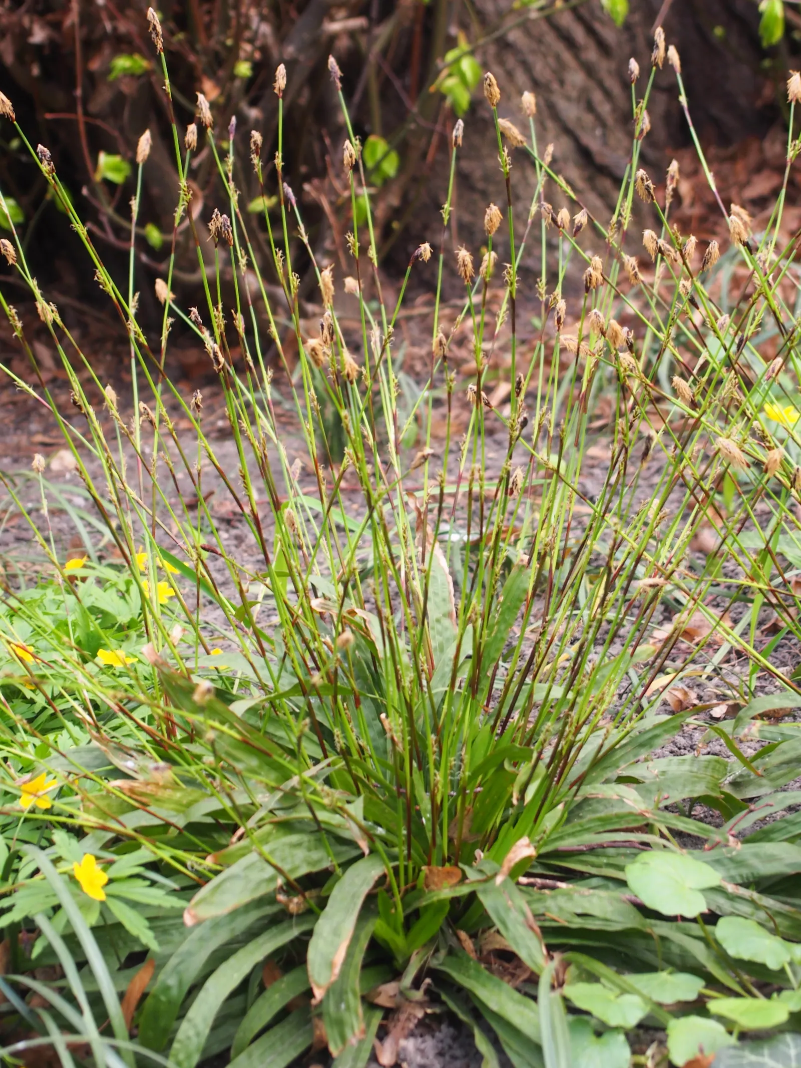 Seersucker Sedge (Carex plantaginea) — while providing year-round visual interest and texture to their garden