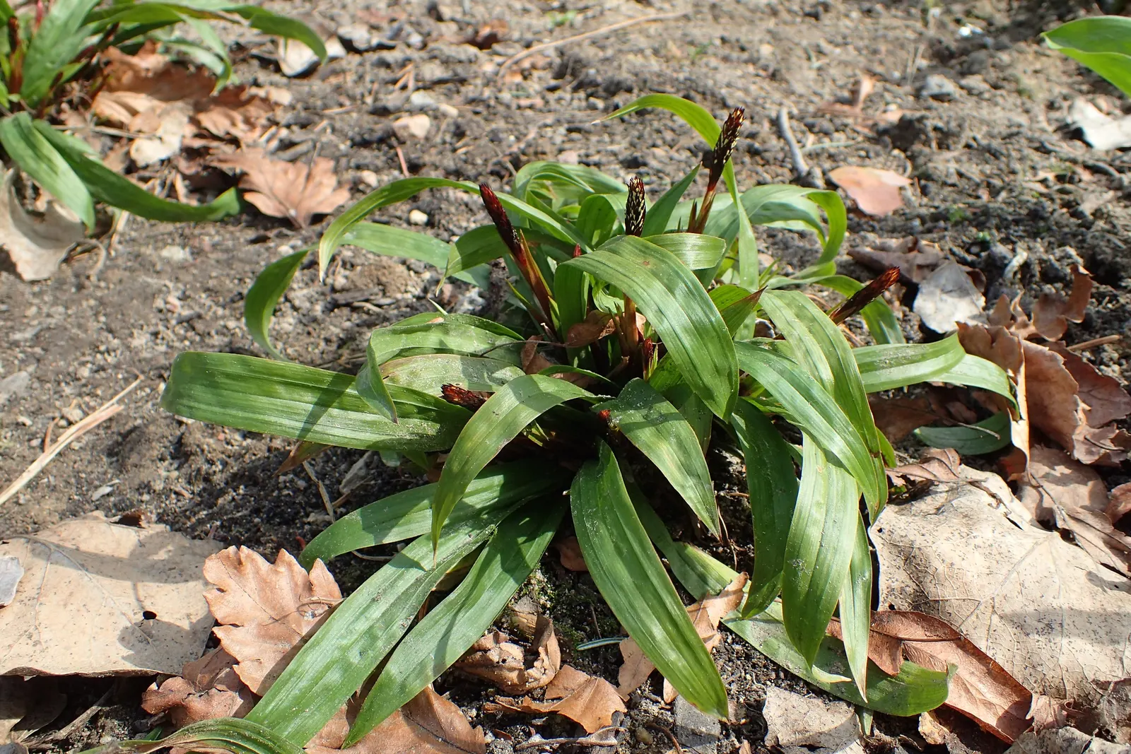 Seersucker Sedge (Carex plantaginea) — It's ideal for woodland gardens and ground cover, offering year-round interest and habitat for local fauna; plantaginea