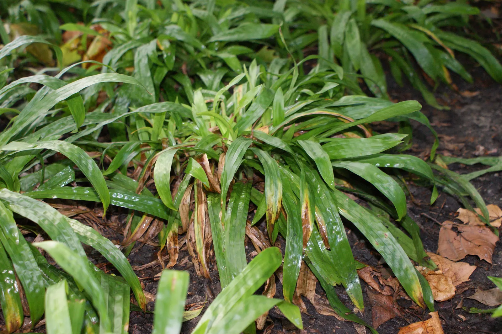 Seersucker Sedge (Carex plantaginea) — Seersucker Sedge (Carex plantaginea) is a shade-tolerant perennial appreciated for its distinctly textured; and reaches