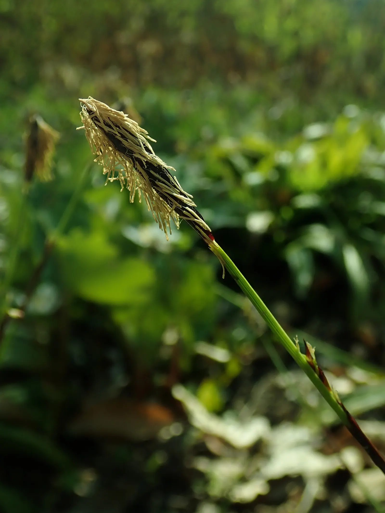 Seersucker Sedge (Carex plantaginea) — Seersucker Sedge (Carex plantaginea) is a shade-tolerant perennial appreciated for its distinctly textured