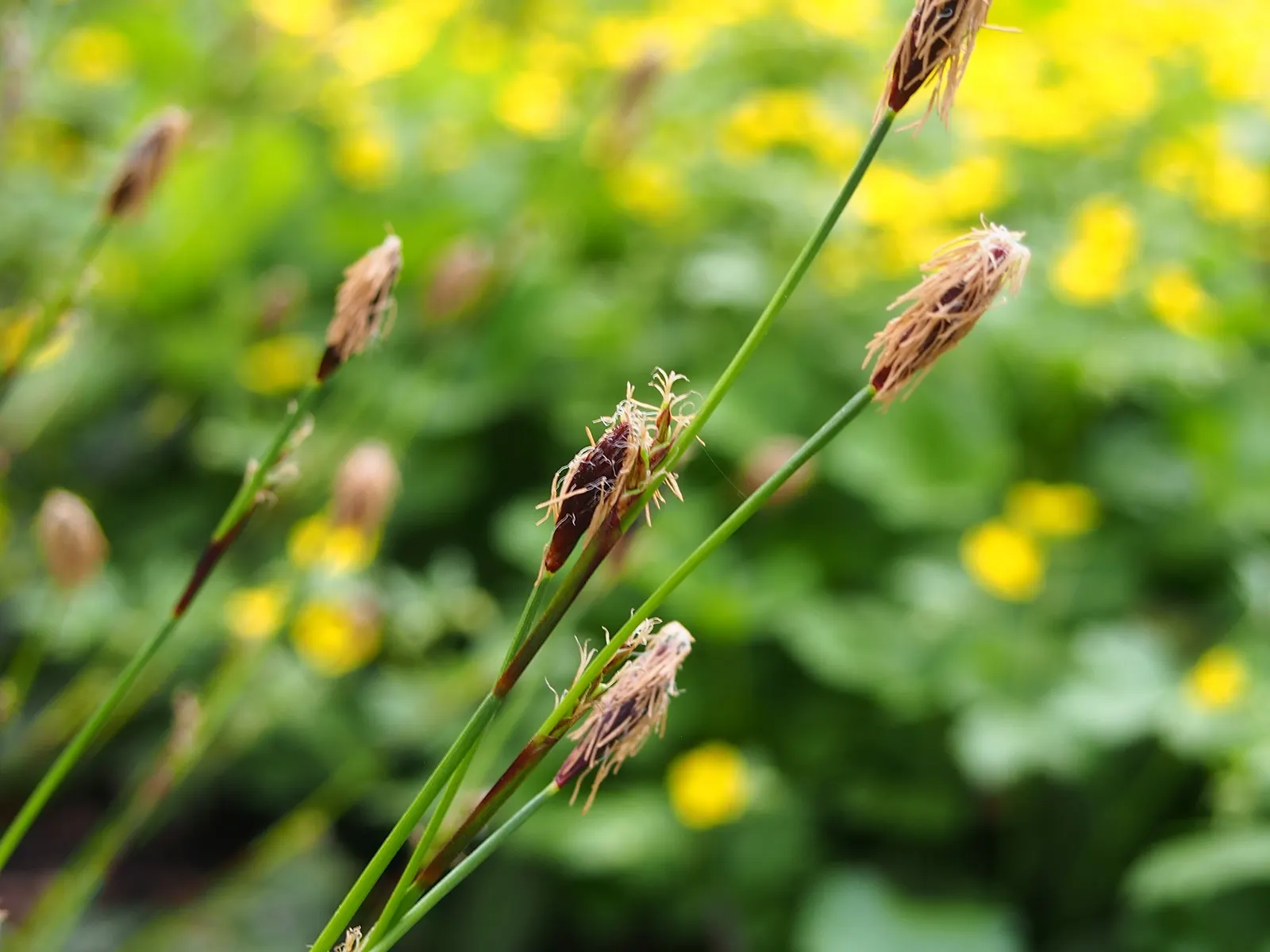 Seersucker Sedge (Carex plantaginea) — grass with white blooms