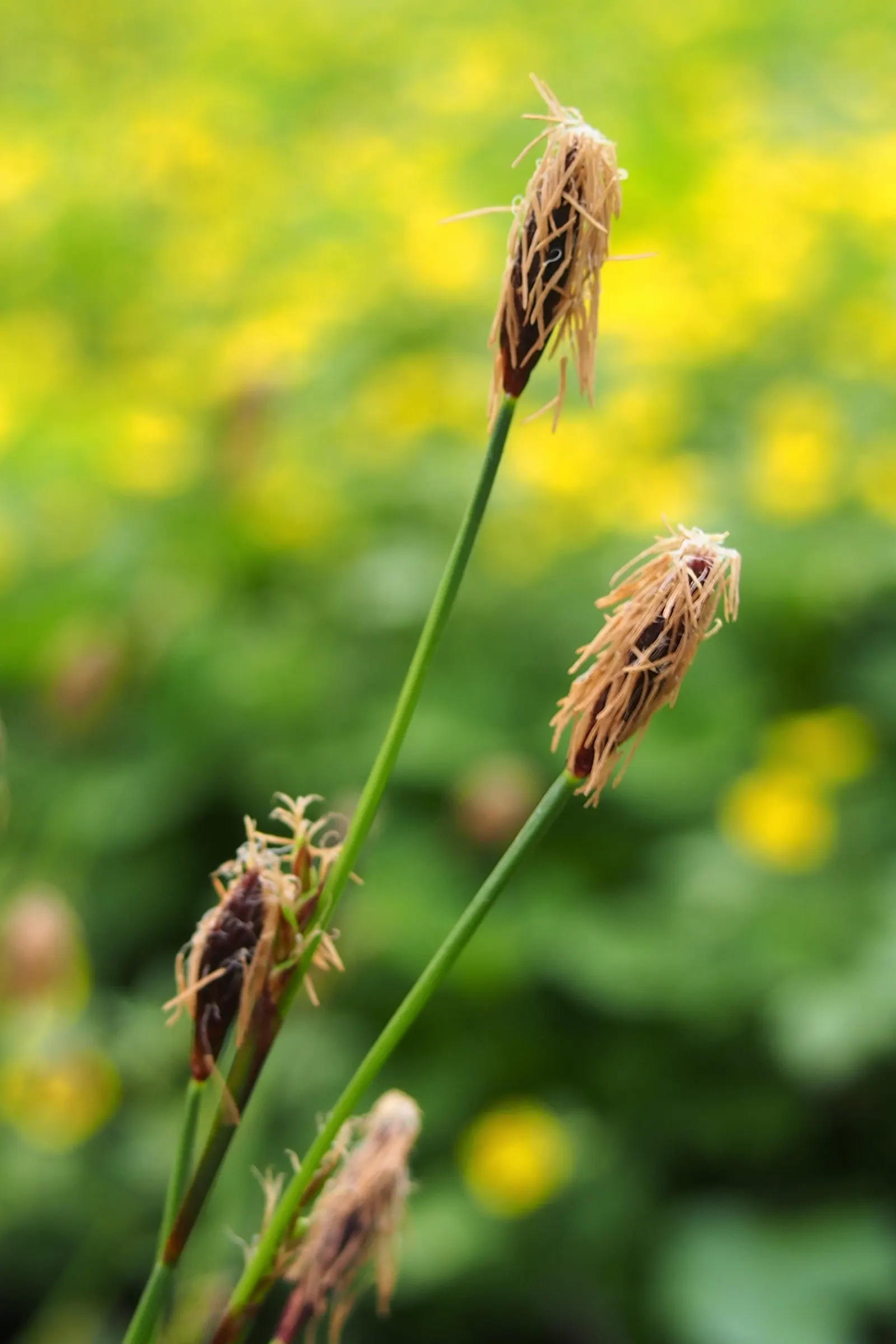 Seersucker Sedge (Carex plantaginea) — and reaches 12-18 inches in height and width; deep green leaves that resemble seersucker fabric
