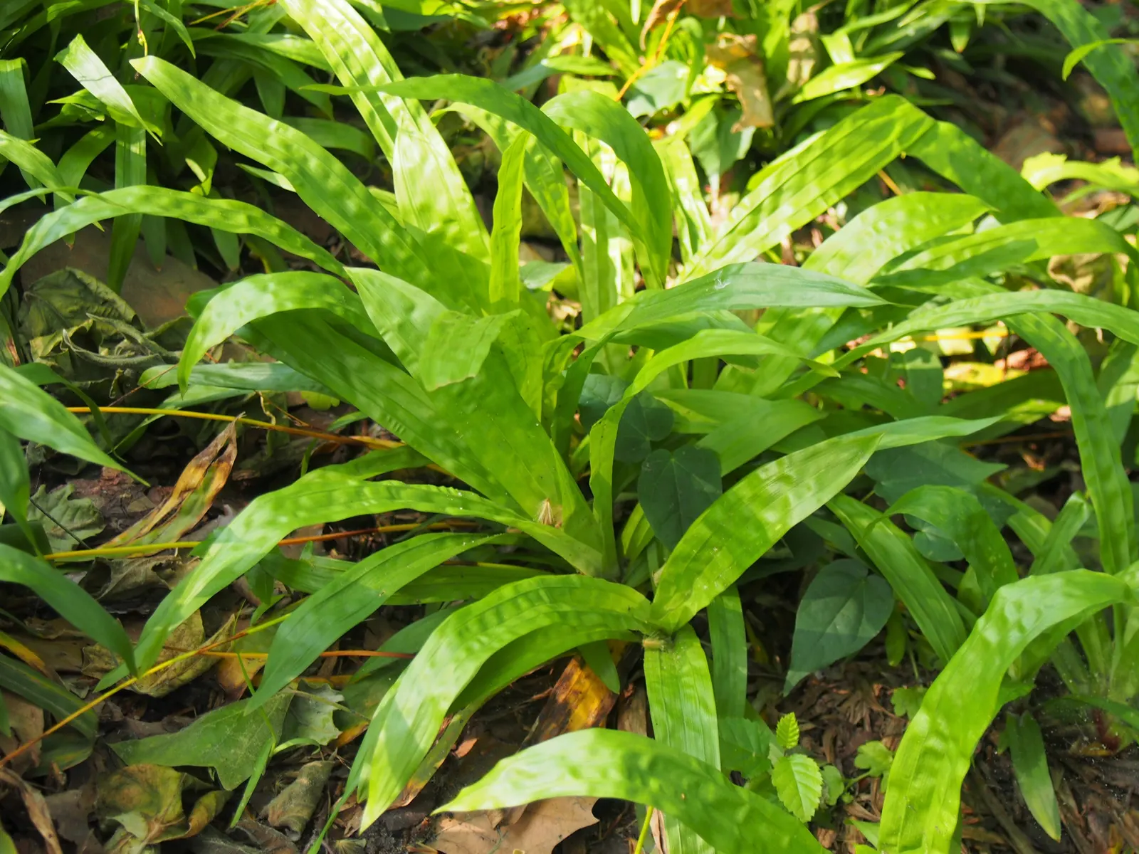 Seersucker Sedge (Carex plantaginea) — grass for full or half or shade