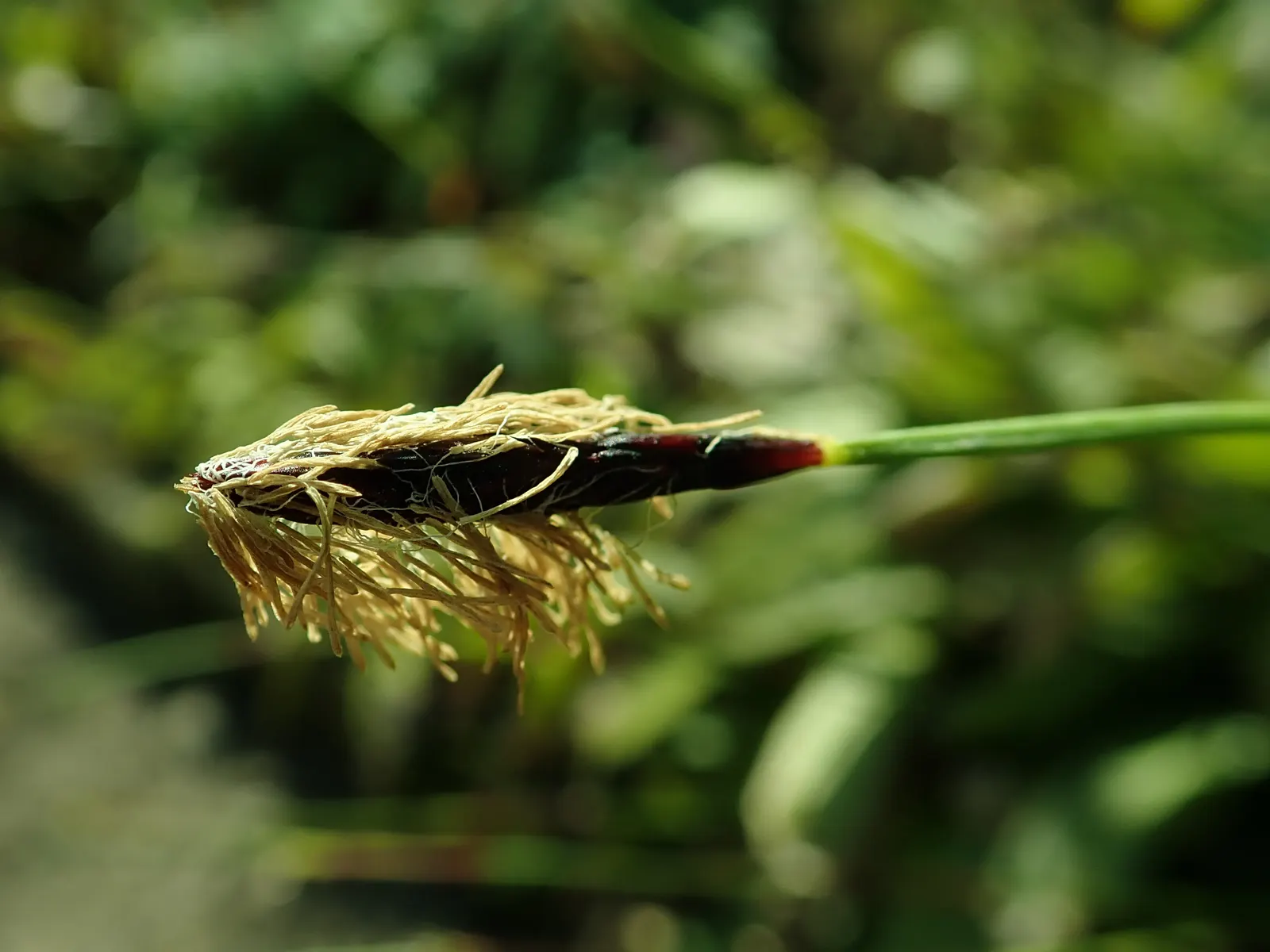 Seersucker Sedge (Carex plantaginea) — and reaches 12-18 inches in height and width