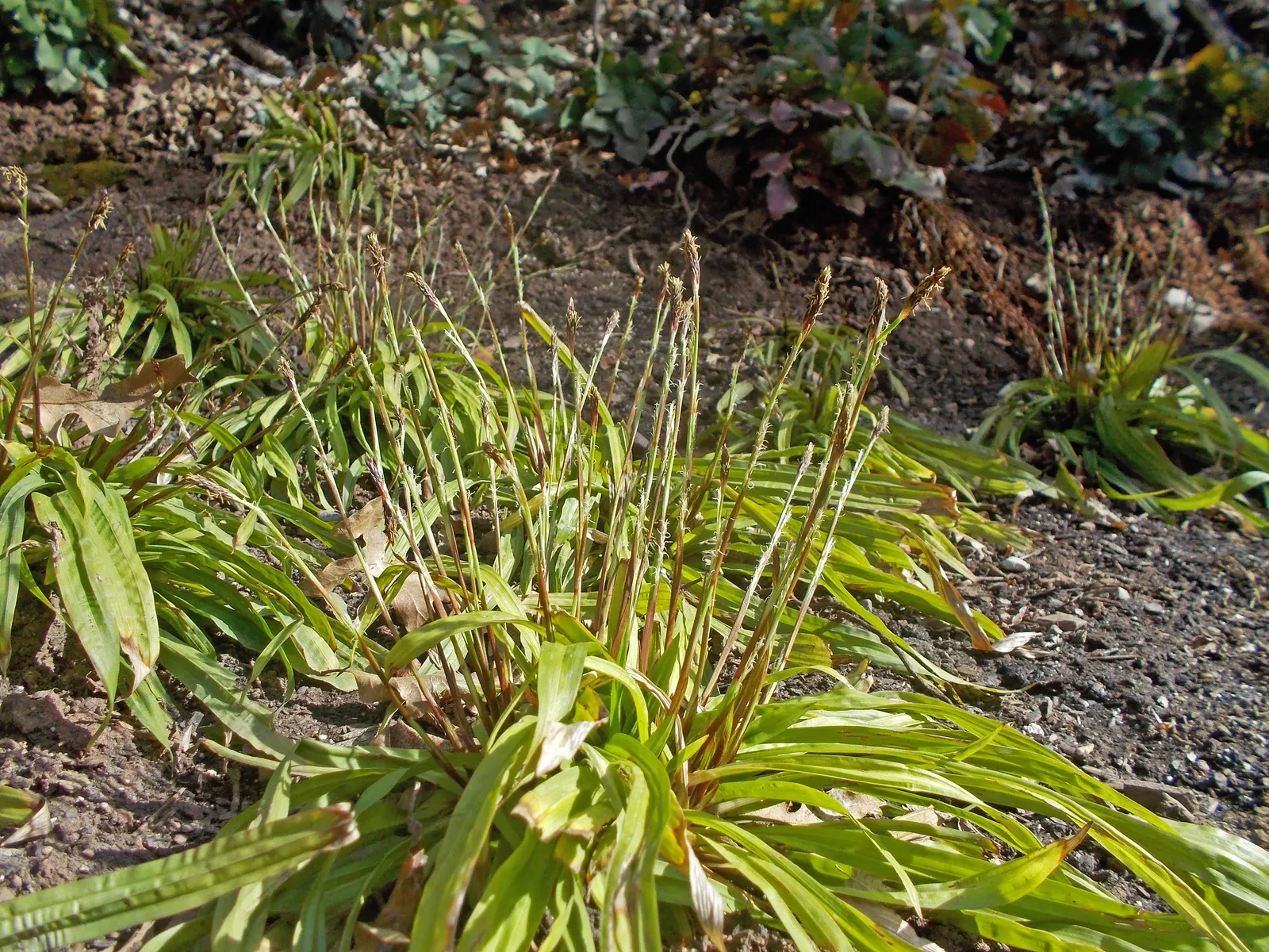 Seersucker Sedge (Carex plantaginea) — Seersucker Sedge prefers consistently moist
