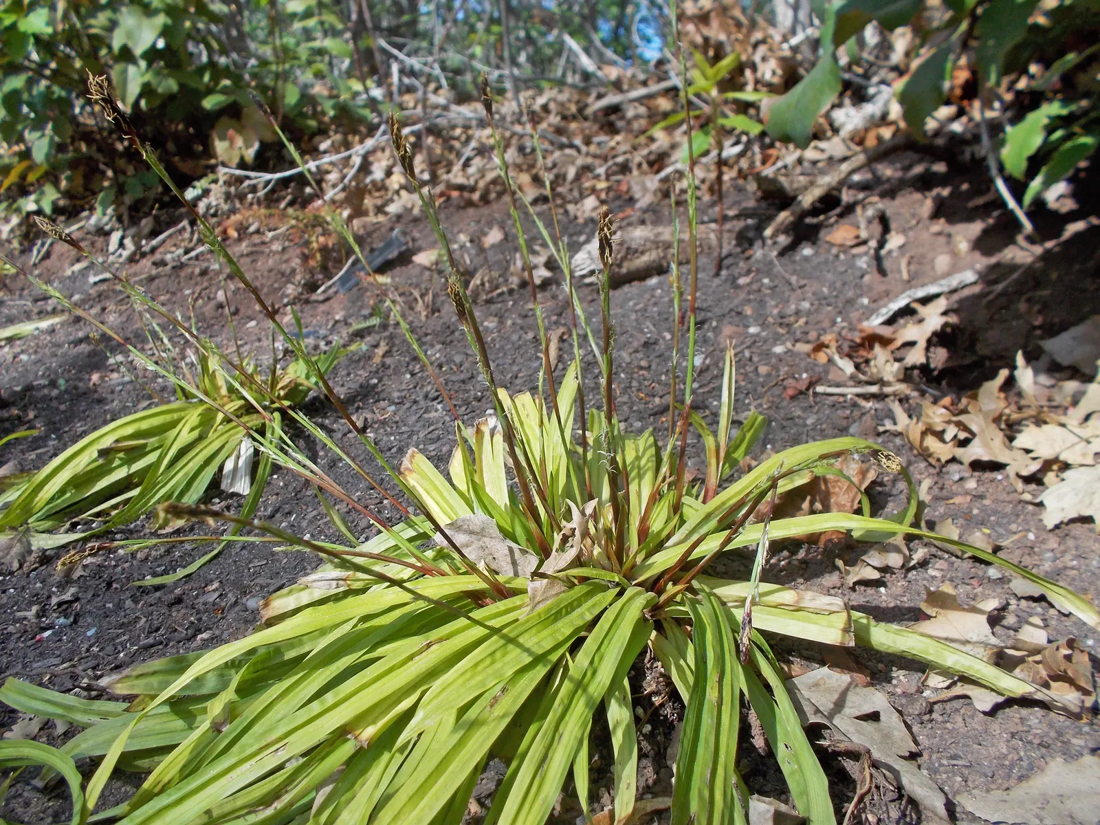 Seersucker Sedge (Carex plantaginea) — naturalistic setting with minimal effort