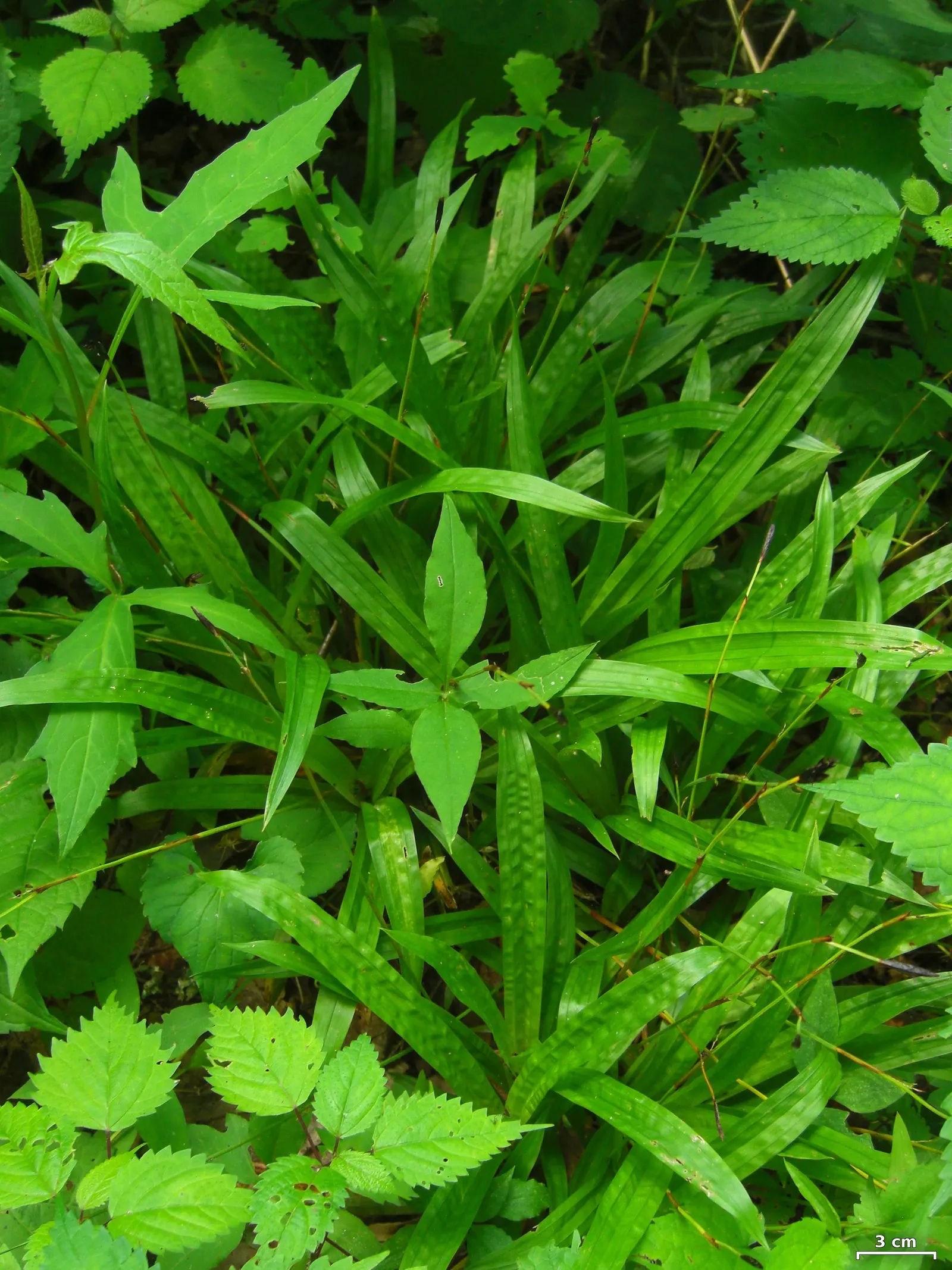 Seersucker Sedge (Carex plantaginea) — It's ideal for woodland gardens and ground cover, offering year-round interest and habitat for local fauna