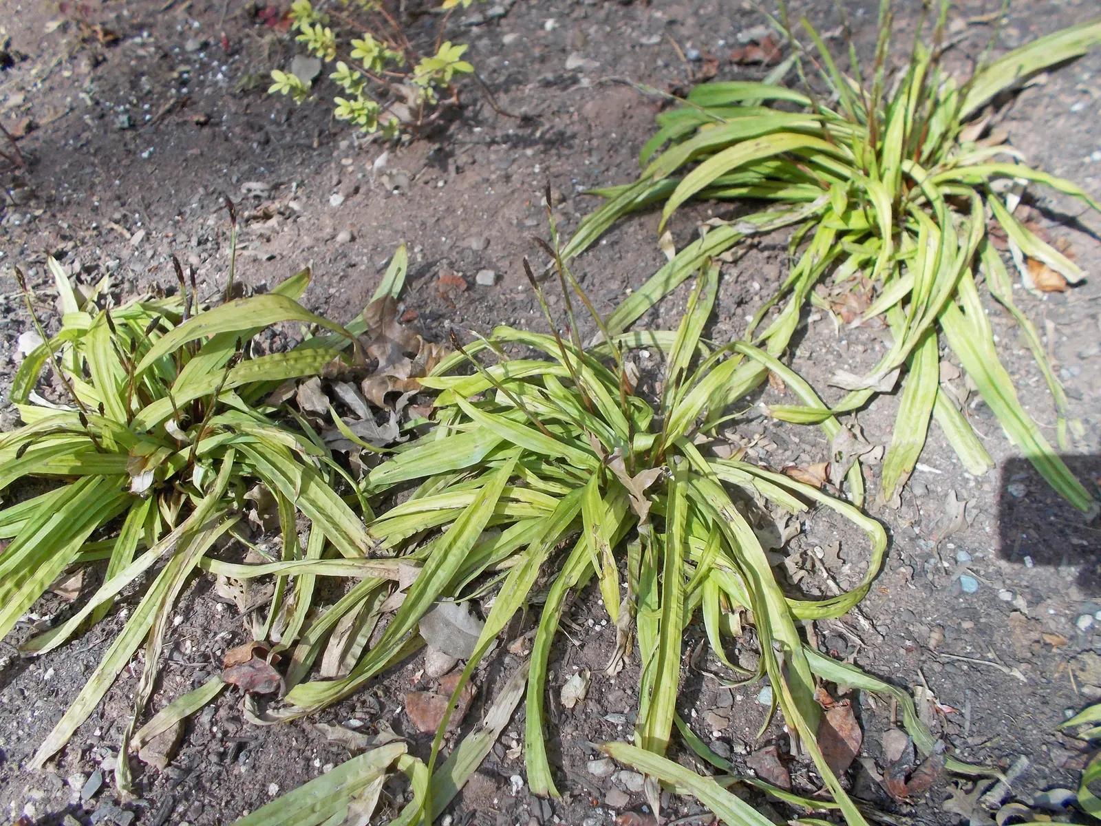 Seersucker Sedge (Carex plantaginea) — Its foliage sets a vibrant green backdrop