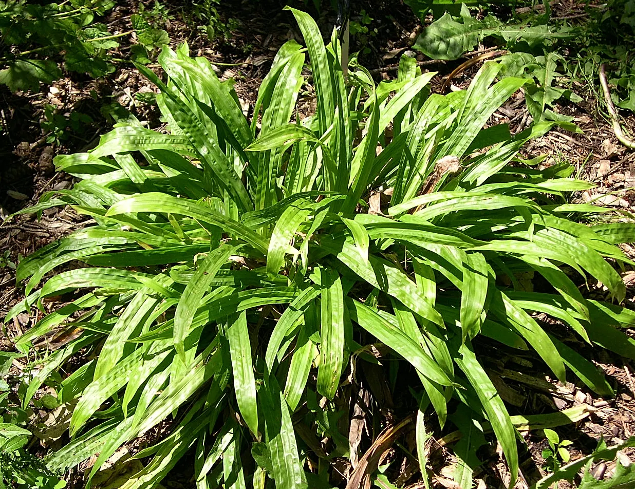 Seersucker Sedge (Carex plantaginea) — dimpled leaves reminiscent of the puckered fabric its common name suggests