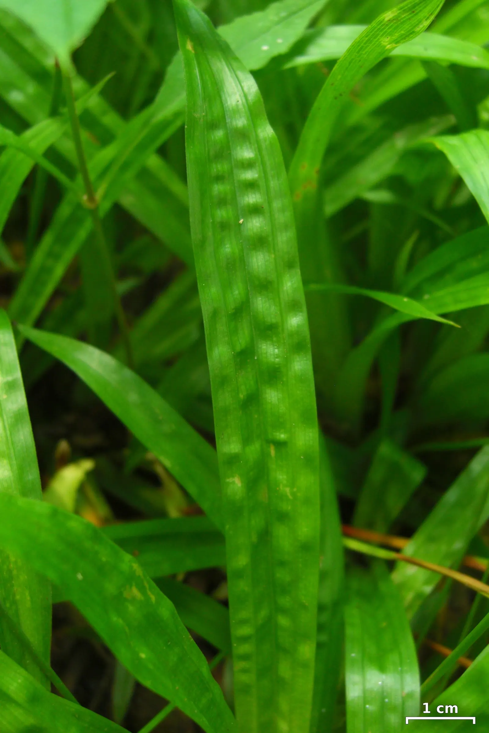 Seersucker Sedge (Carex plantaginea) — white flowers in the garden