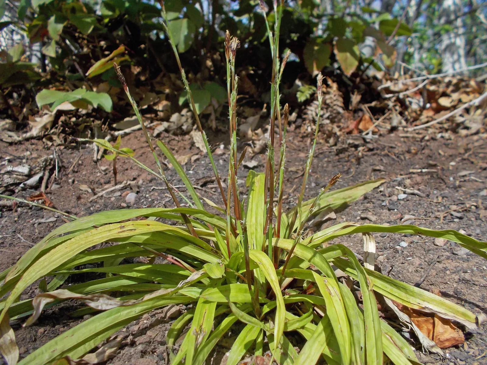 Seersucker Sedge (Carex plantaginea) — The slightly puckered leaves can reach up to 1 inch wide and 3 to 4 inches long