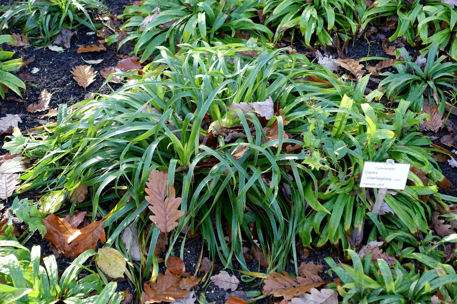 Seersucker Sedge (Carex plantaginea) — deep green leaves that resemble seersucker fabric