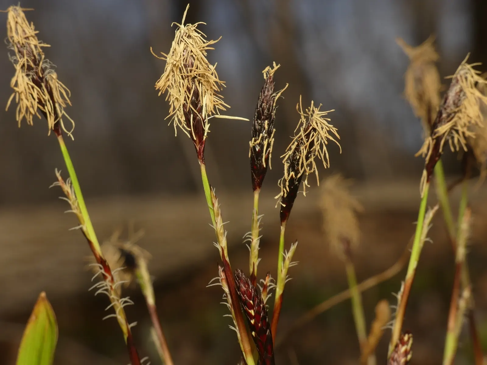 Seersucker Sedge (Carex plantaginea) — It is a perfect choice for clients looking to create a lush