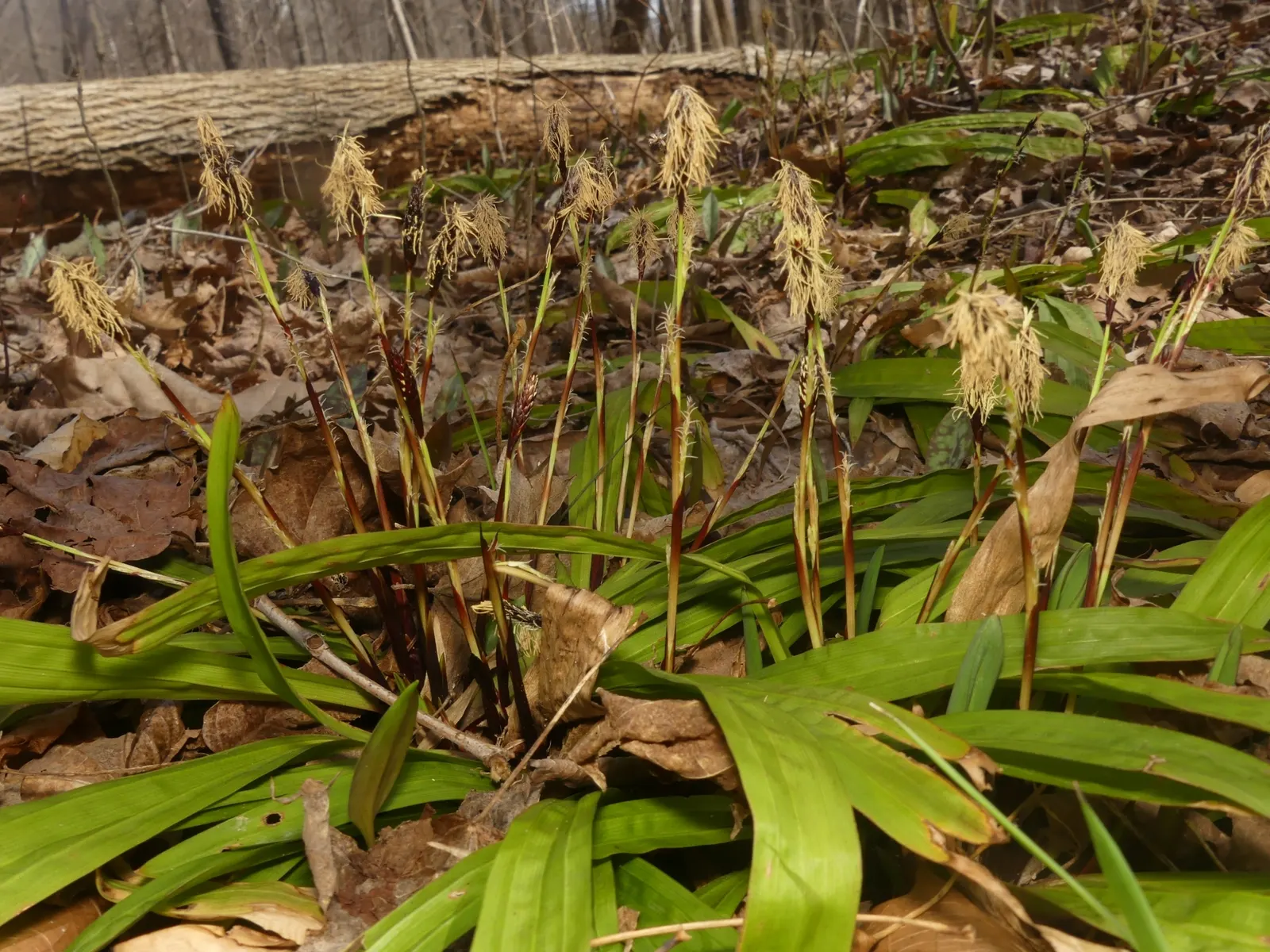 Seersucker Sedge (Carex plantaginea) — Seersucker Sedge is also low maintenance