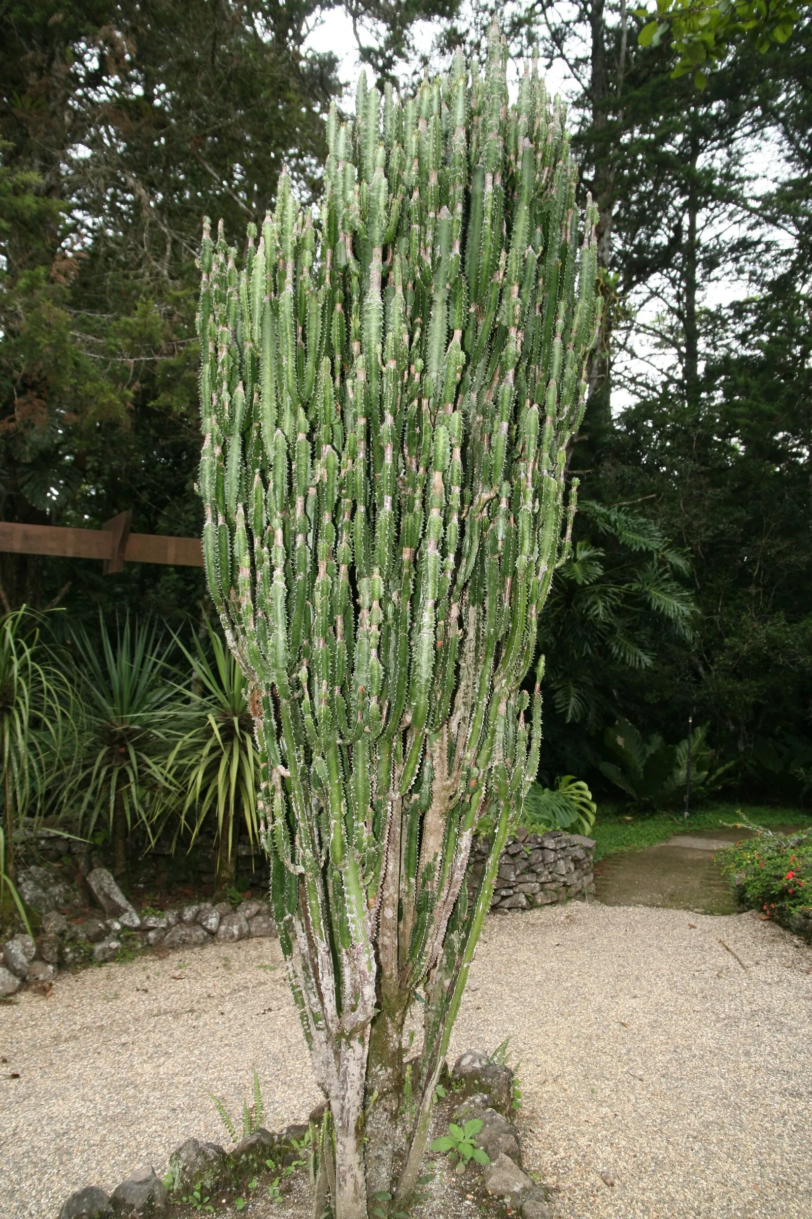Red Pencil Tree (Euphorbia tirucalli) — succulent for full or half