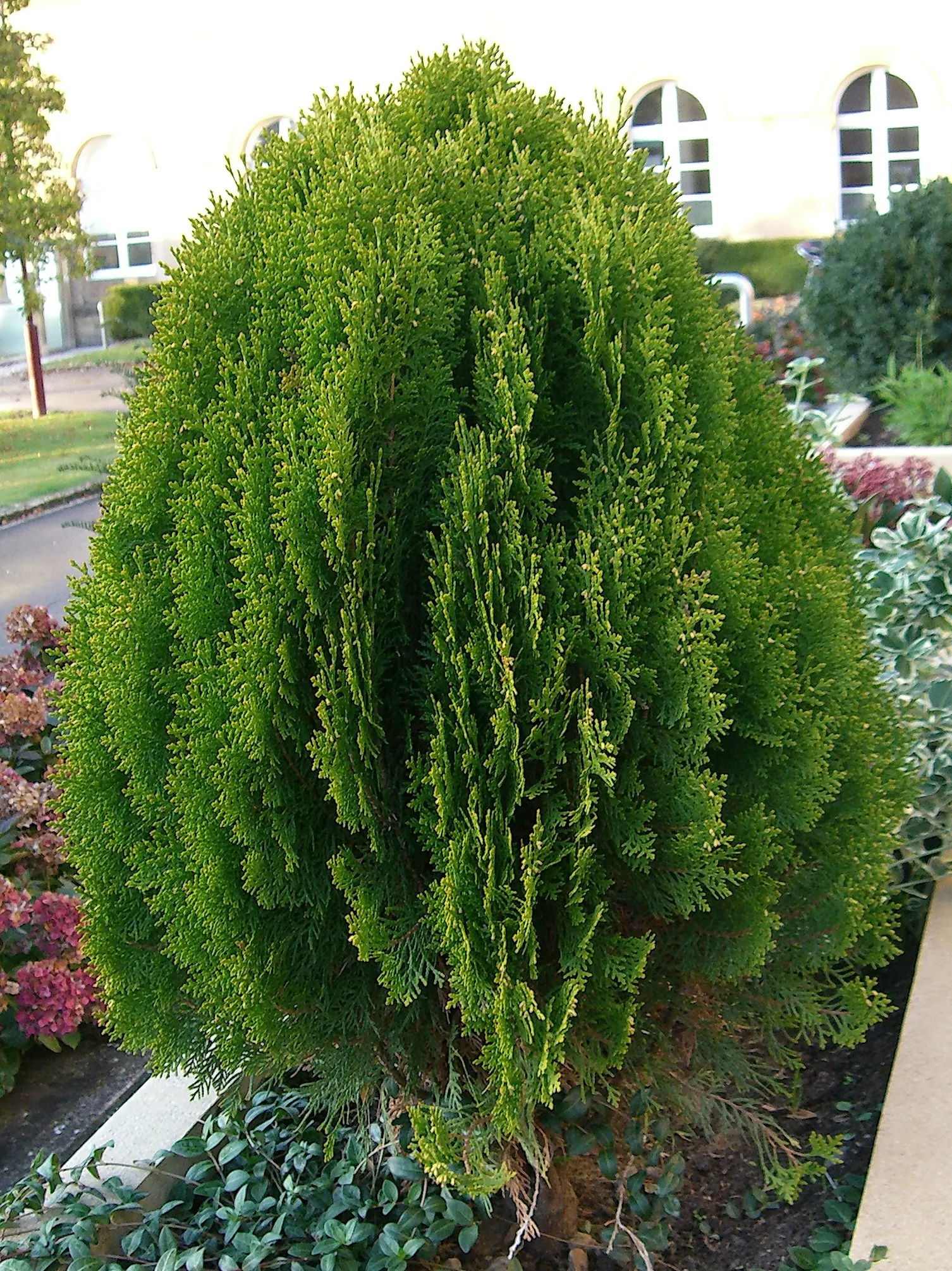 Red Pencil Tree (Euphorbia tirucalli) — with a striking red or purple hue that enhances its appeal, image 63