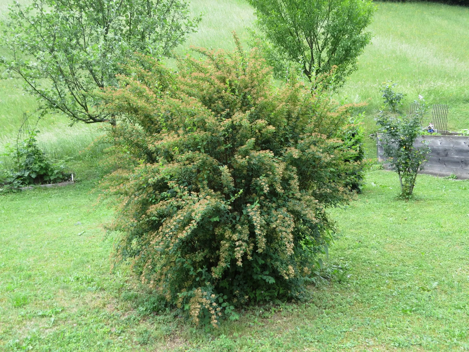 Red Pencil Tree (Euphorbia tirucalli) — visually interesting specimen that can serve as a focal point or can be grouped for a striking; covered in, image 70