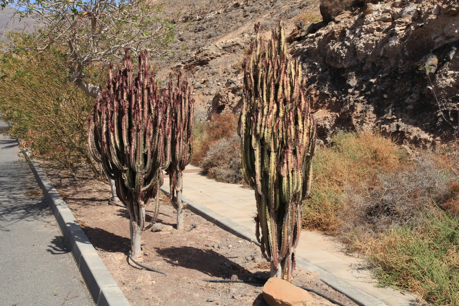 Red Pencil Tree (Euphorbia tirucalli) — drought-tolerant succulent that brings a vertical presence and a touch of the exotic to any landscape design