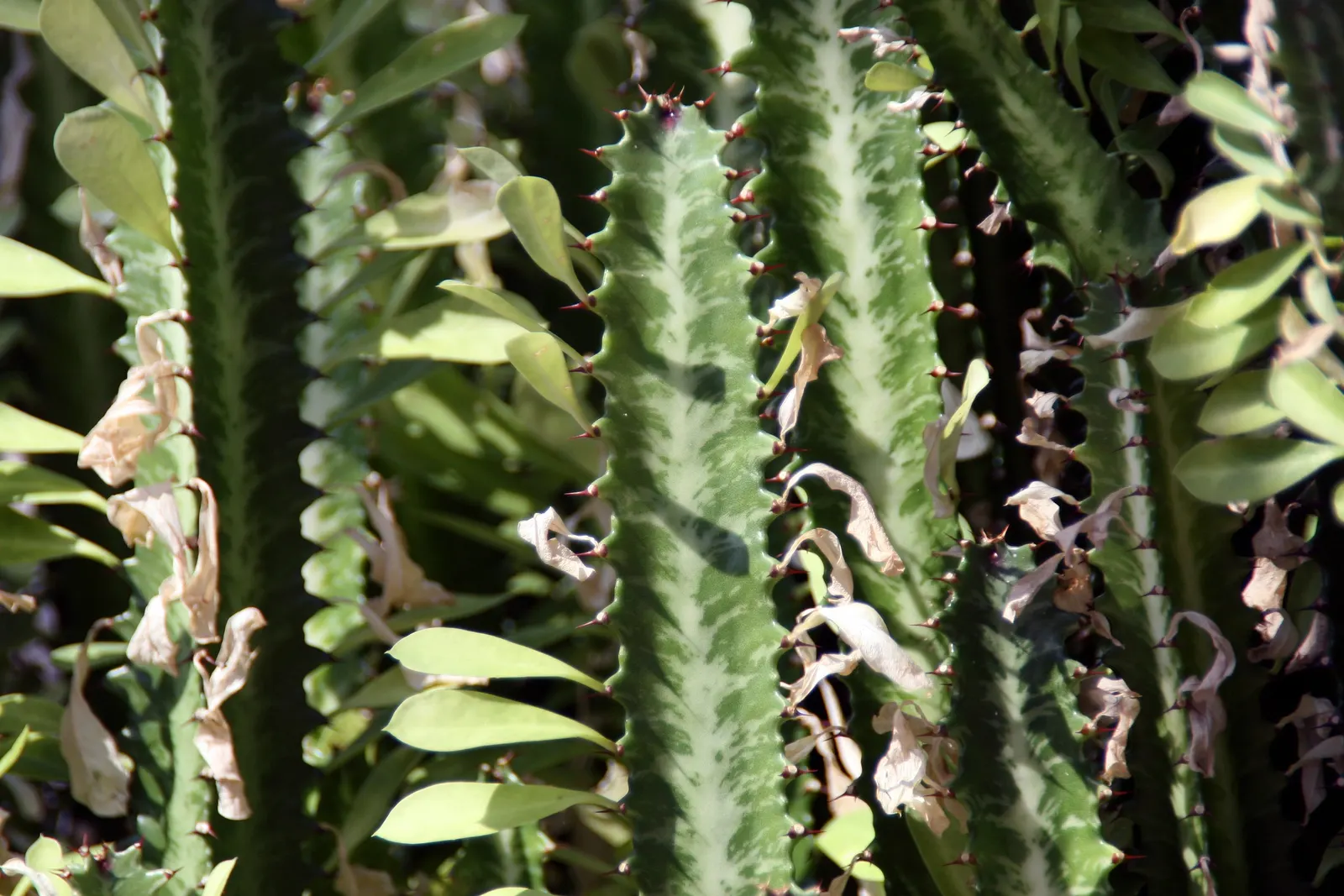 Red Pencil Tree (Euphorbia tirucalli) — Its pointed growth pattern and minimal leaf drop make it ideal for clean, modern designs; thrives in full sun to