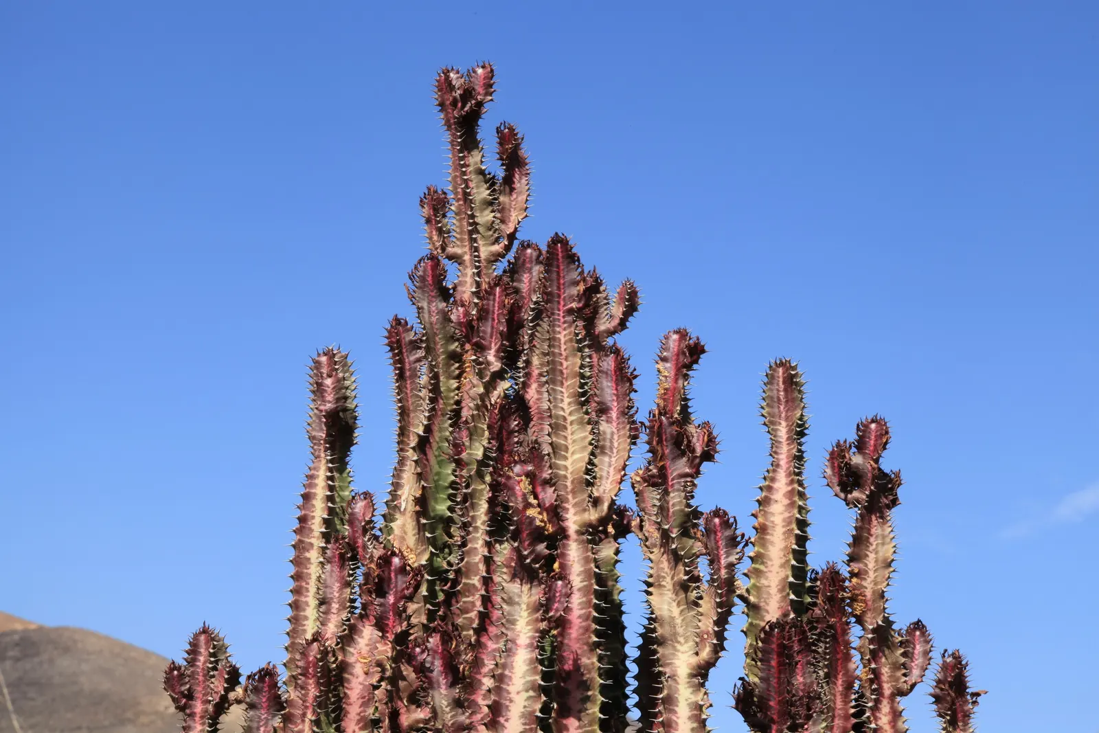 Red Pencil Tree (Euphorbia tirucalli) — covered in small leaves and thorns