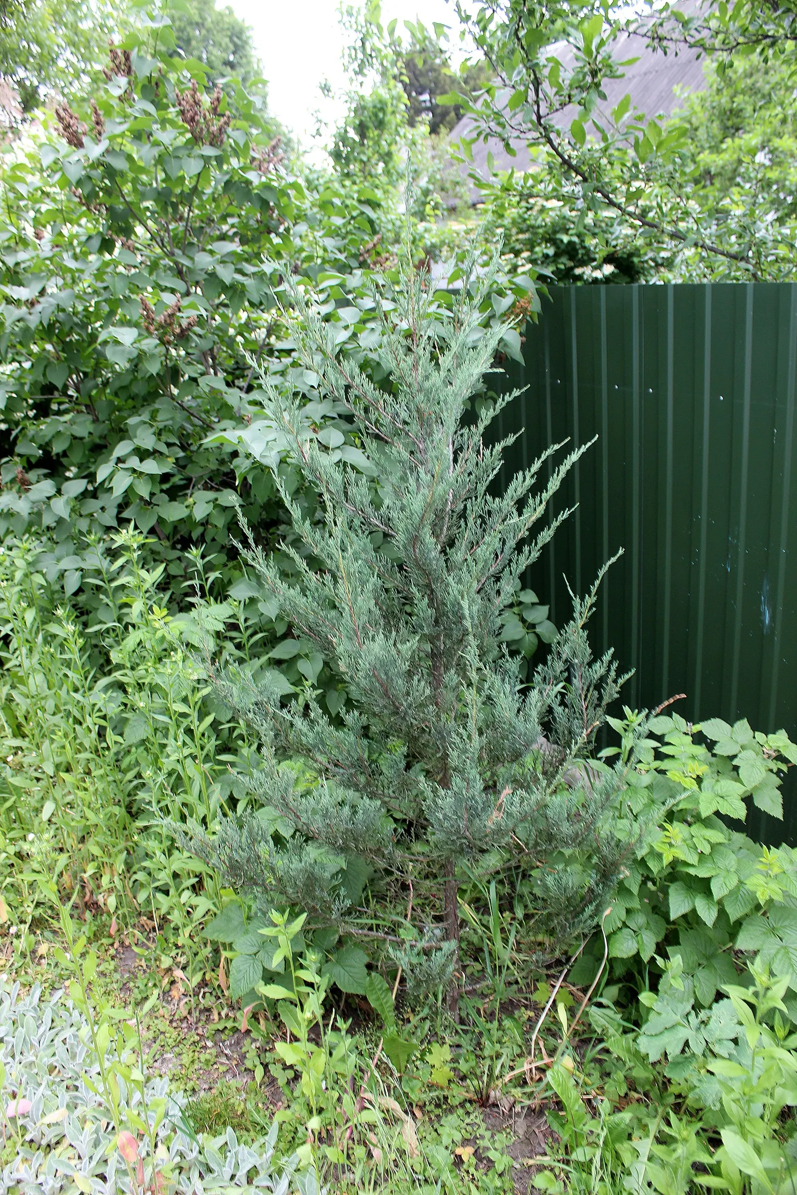 Red Pencil Tree (Euphorbia tirucalli) — This plant is hardy in USDA zones 10 through 11, and should be protected or brought indoors in cooler, image 65