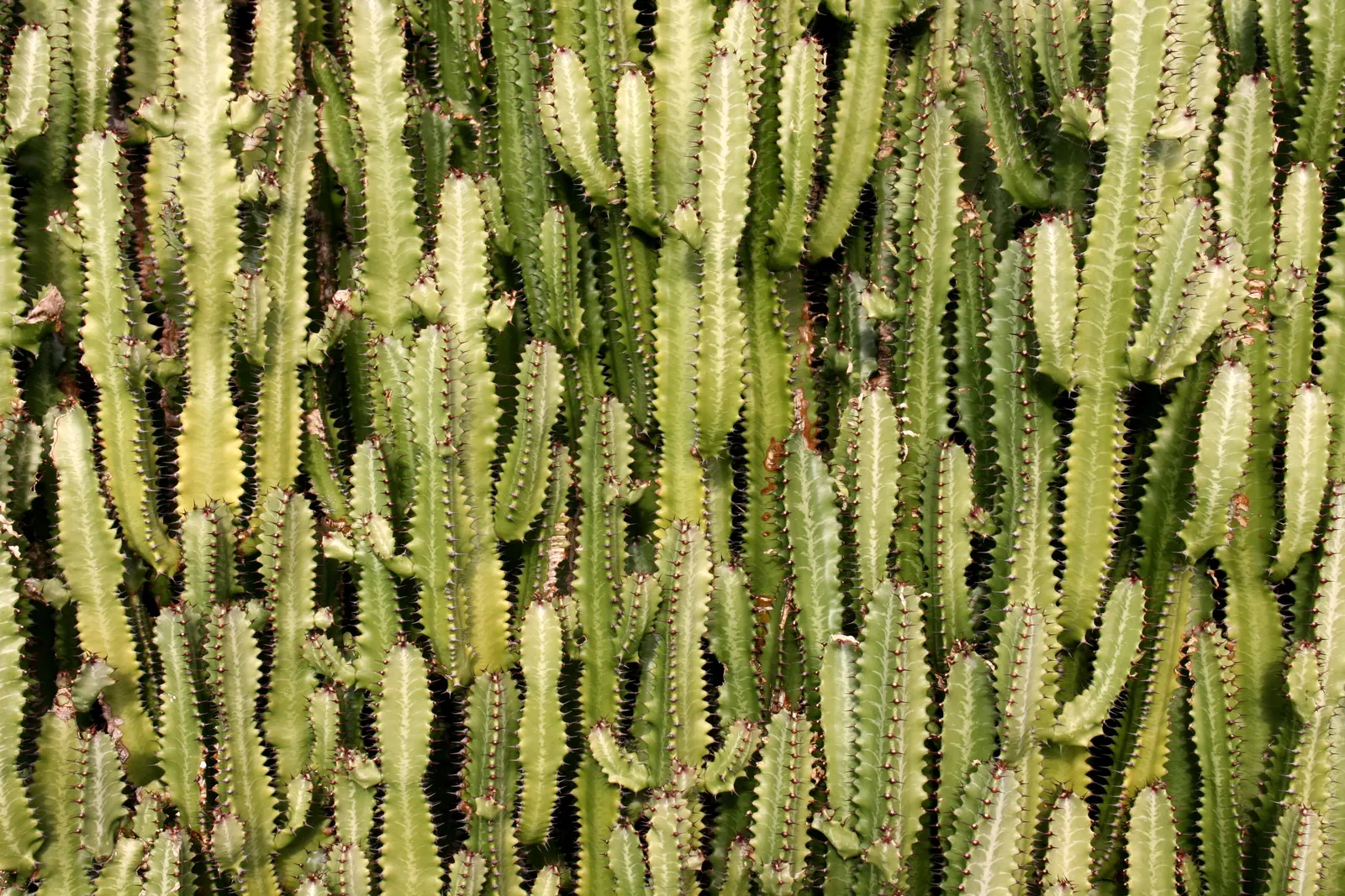 Red Pencil Tree (Euphorbia tirucalli) — The Red Pencil Tree (Euphorbia trigona) is a striking; this drought-resistant plant adds vertical interest, image 76