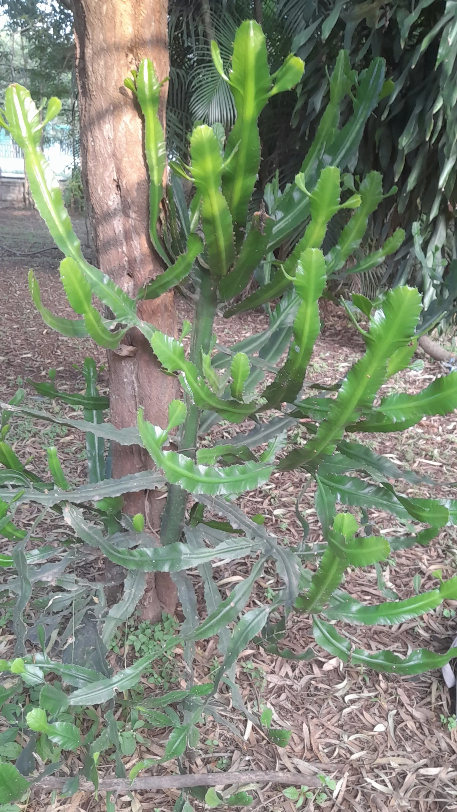 Red Pencil Tree (Euphorbia tirucalli) — Thrives in full sun to partial shade; it's crucial to handle it with care due to its mildly toxic sap and, image 82