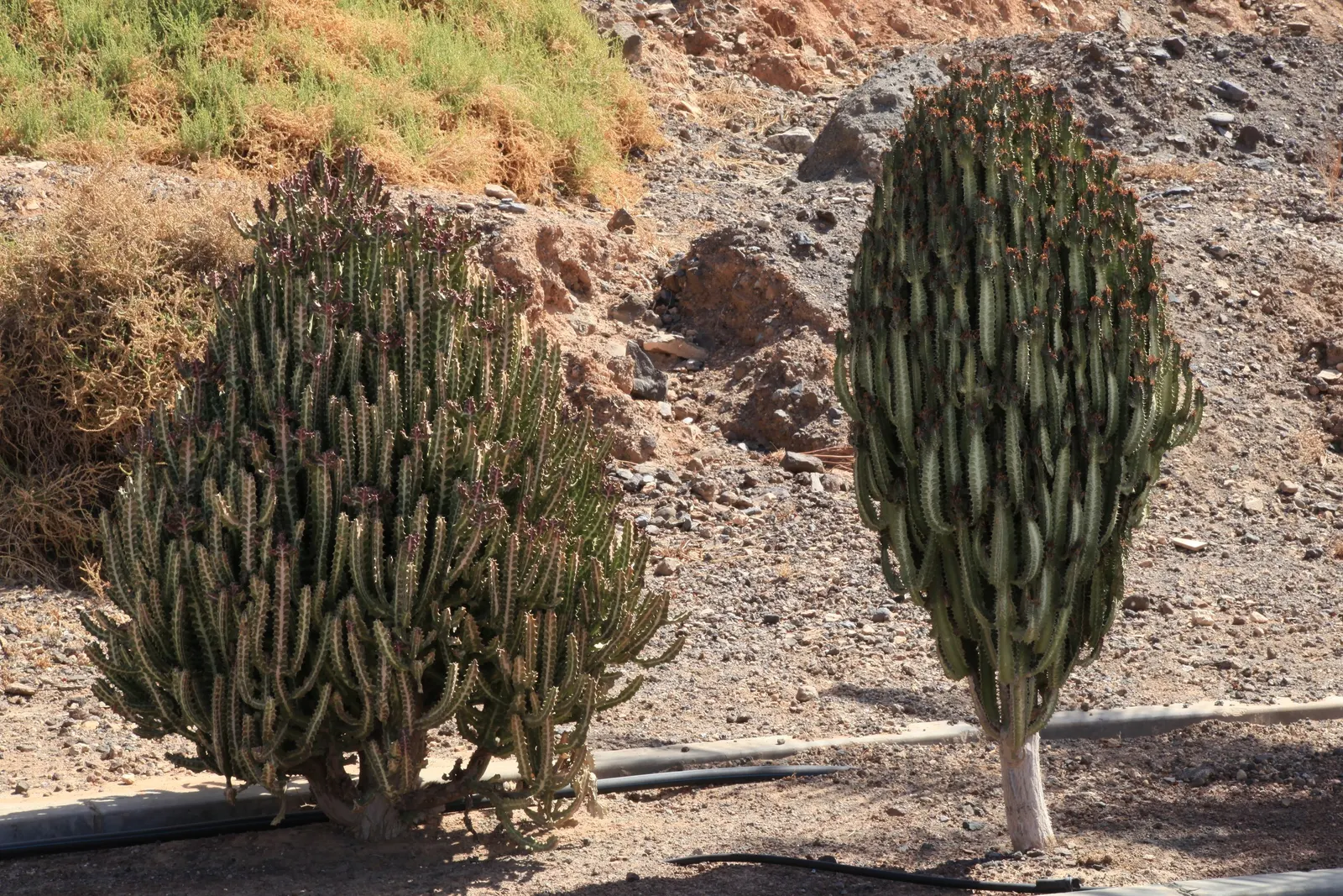 Red Pencil Tree (Euphorbia tirucalli) — red flowers in the garden; also referred to as the African Milk Tree, image 73