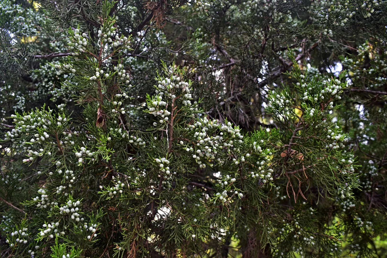 Red Pencil Tree (Euphorbia tirucalli) — typically reaching heights of 6 to 9 feet when grown outdoors in the ground; succulent with red blooms, image 61