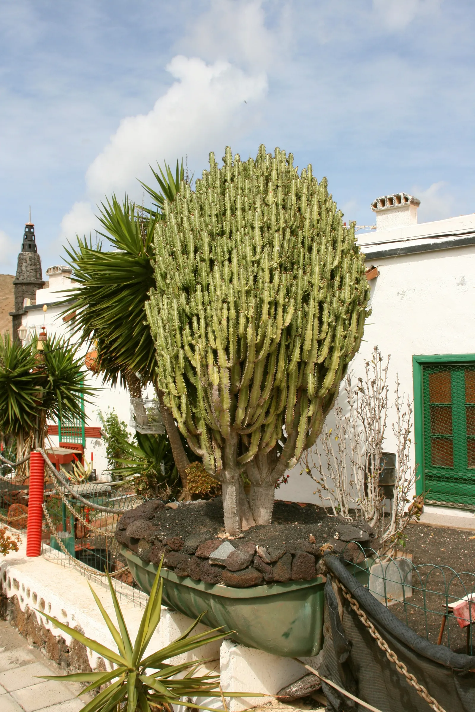 Red Pencil Tree (Euphorbia tirucalli) — It requires minimal water