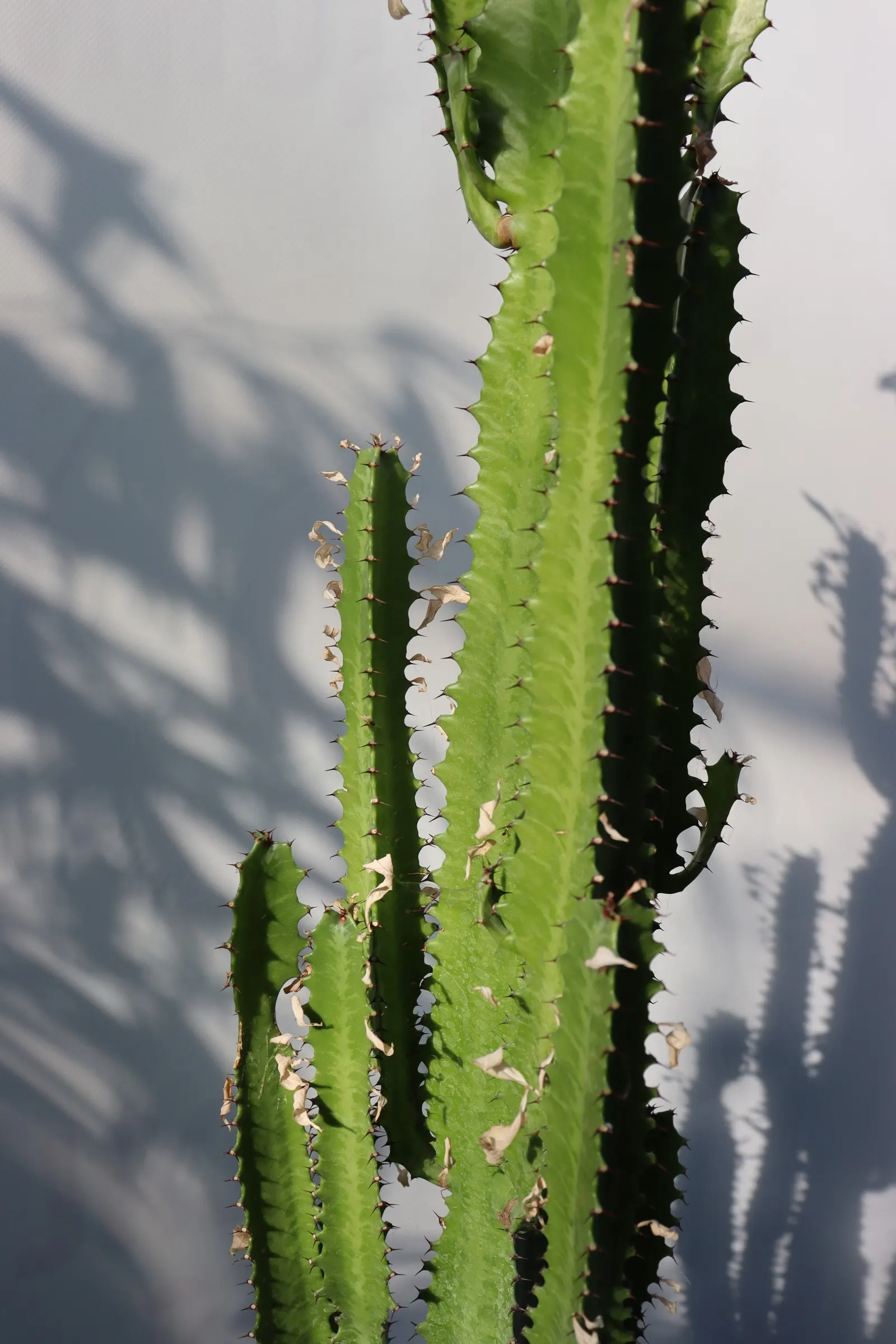 Red Pencil Tree (Euphorbia tirucalli) — This plant is hardy in USDA zones 10 through 11, and should be protected or brought indoors in cooler, image 40