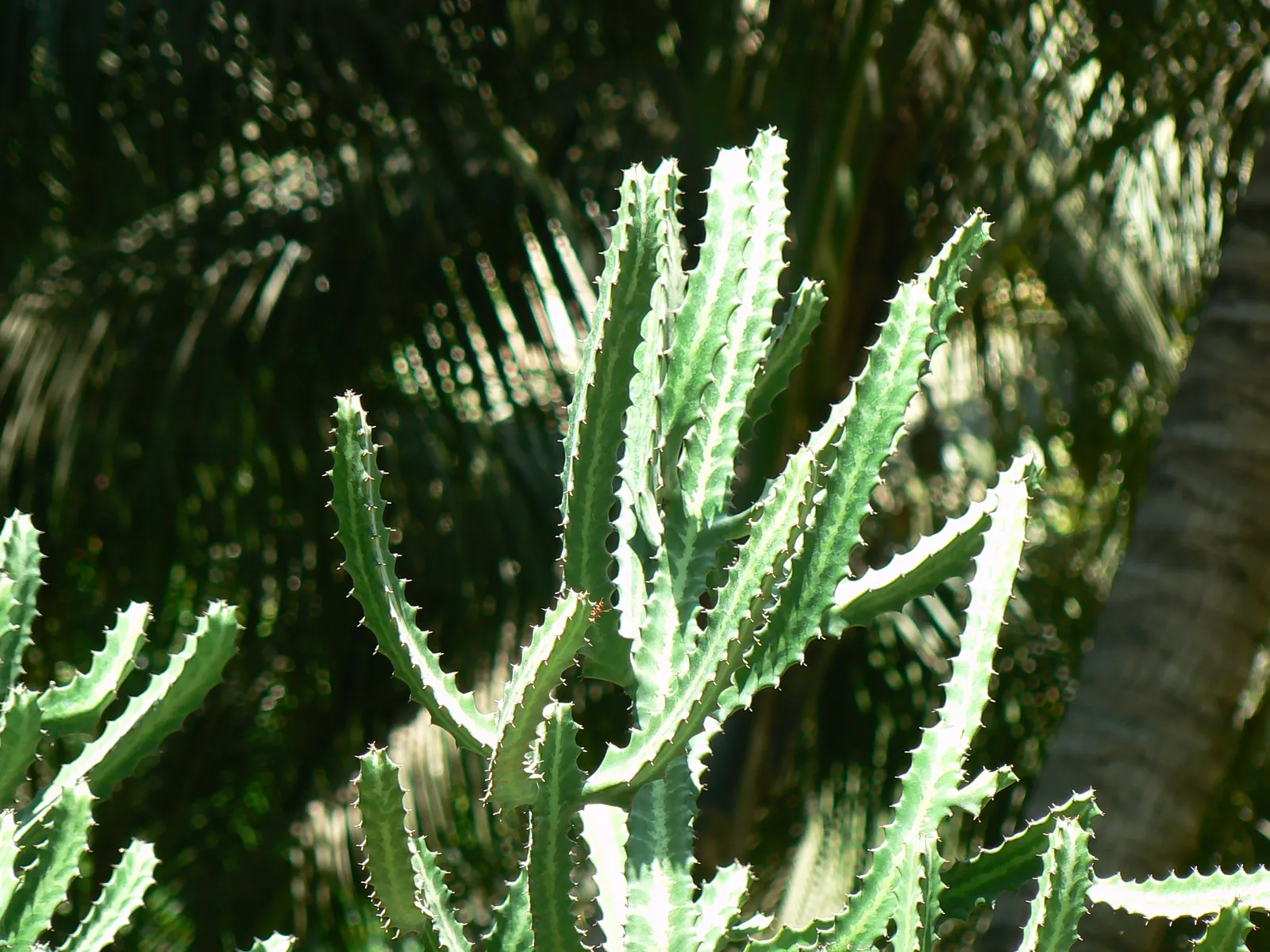 Red Pencil Tree (Euphorbia tirucalli) — the Red Pencil Tree offers a low-maintenance