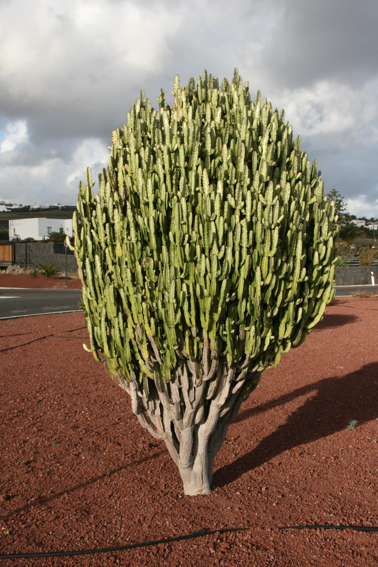 Red Pencil Tree (Euphorbia tirucalli) — making it an ideal choice for water-efficient landscapes.<br><br>For the client; red flowers in the garden