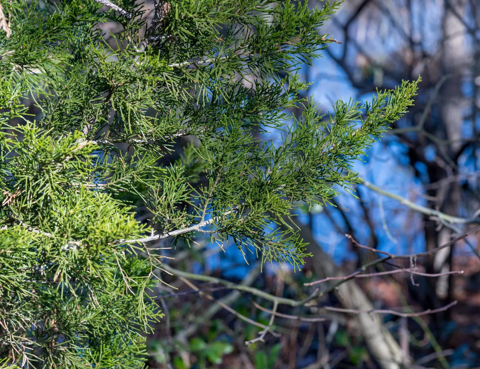 Red Pencil Tree (Euphorbia tirucalli) — It's crucial to handle it with care due to its mildly toxic sap and sharp edges; the Red Pencil Tree offers, image 71