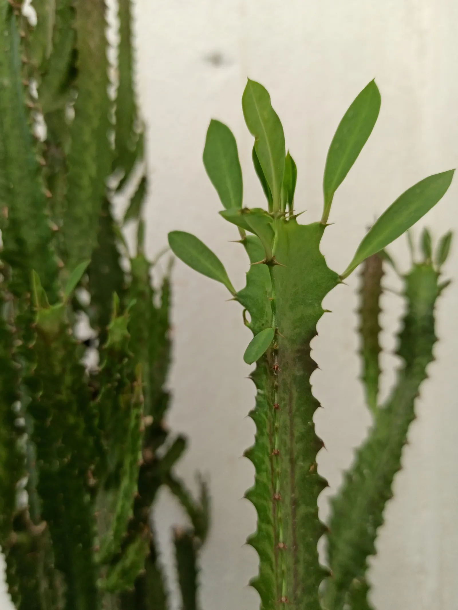 Red Pencil Tree (Euphorbia tirucalli) — in line with typical succulent care; it requires minimal water