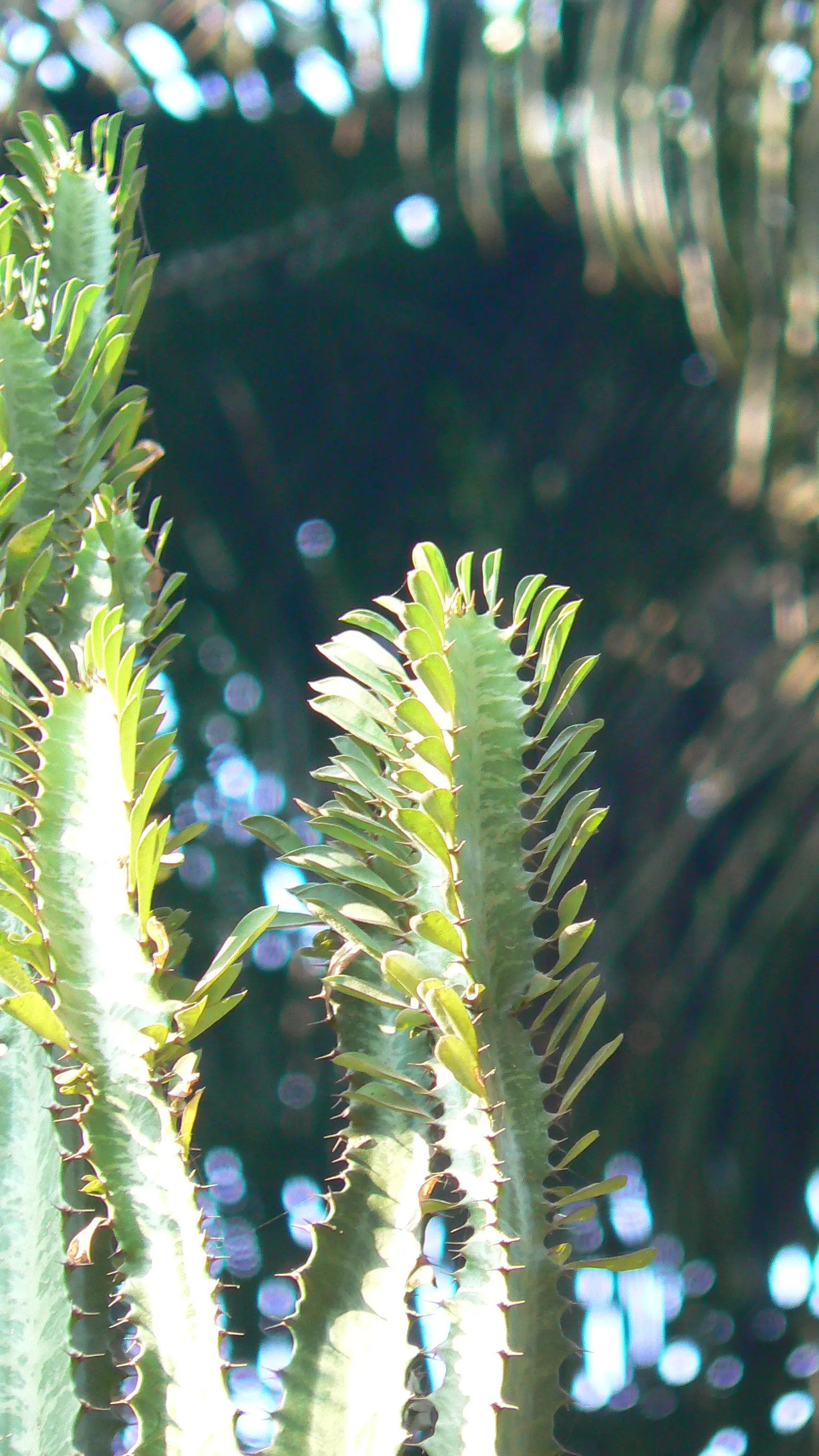 Red Pencil Tree (Euphorbia tirucalli) — making it an ideal choice for water-efficient landscapes.<br><br>For the client