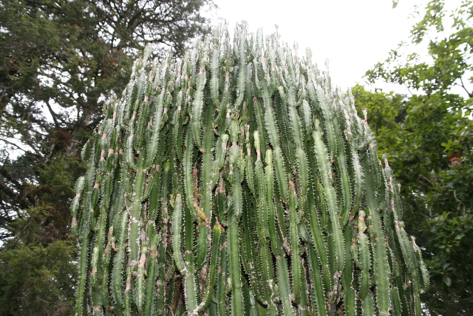 Red Pencil Tree (Euphorbia tirucalli) — drought-tolerant succulent that brings a vertical presence and a touch of the exotic to any landscape design; this