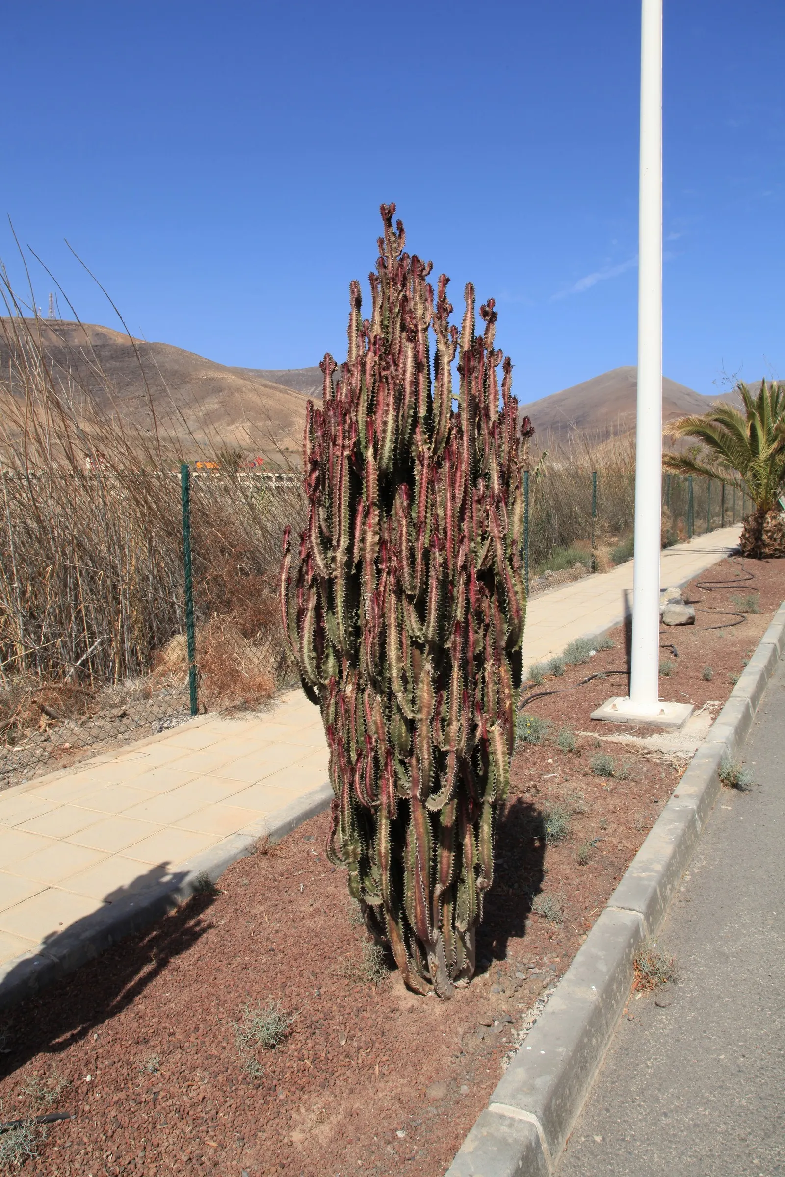 Red Pencil Tree (Euphorbia tirucalli) — typically reaching heights of 6 to 9 feet when grown outdoors in the ground