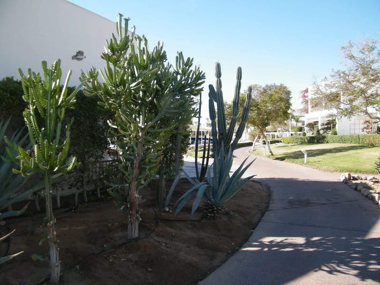 Red Pencil Tree (Euphorbia tirucalli) — succulent for full or half; always wear gloves when pruning or handling this plant, image 75
