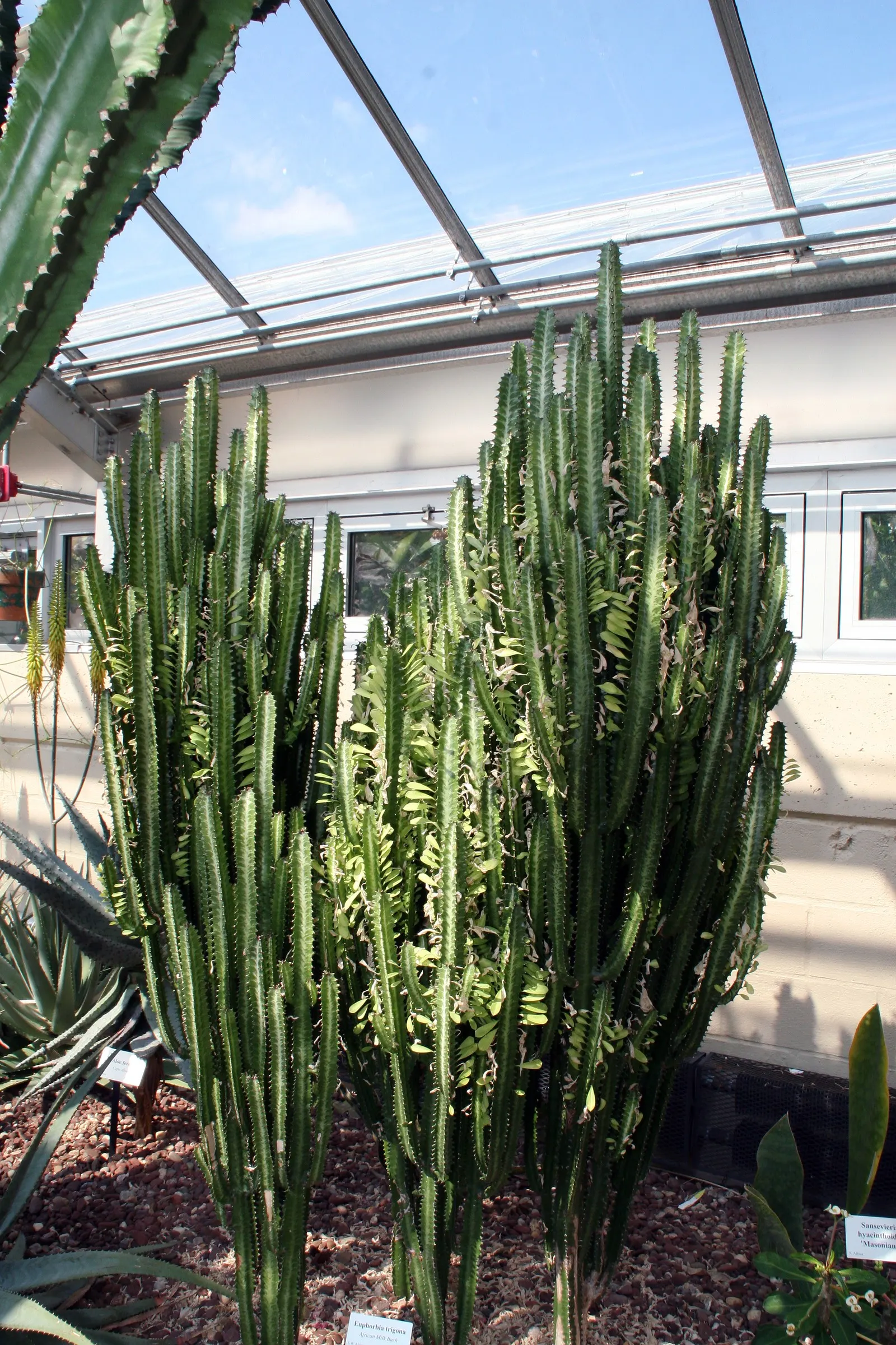 Red Pencil Tree (Euphorbia tirucalli) — also referred to as the African Milk Tree; typically reaching up to 8 feet tall