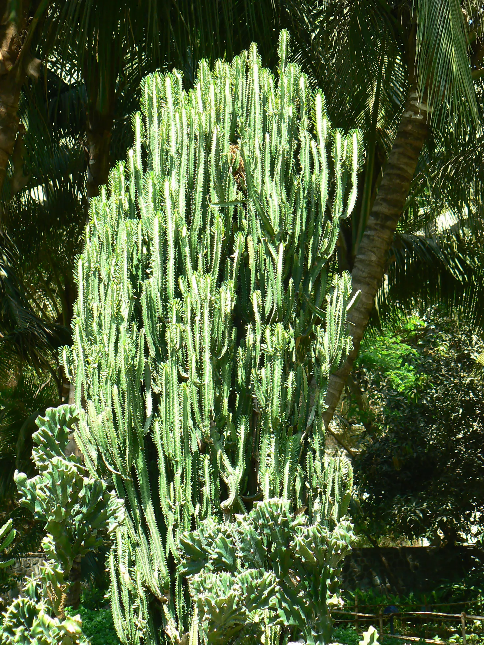 Red Pencil Tree (Euphorbia tirucalli) — visually interesting specimen that can serve as a focal point or can be grouped for a striking