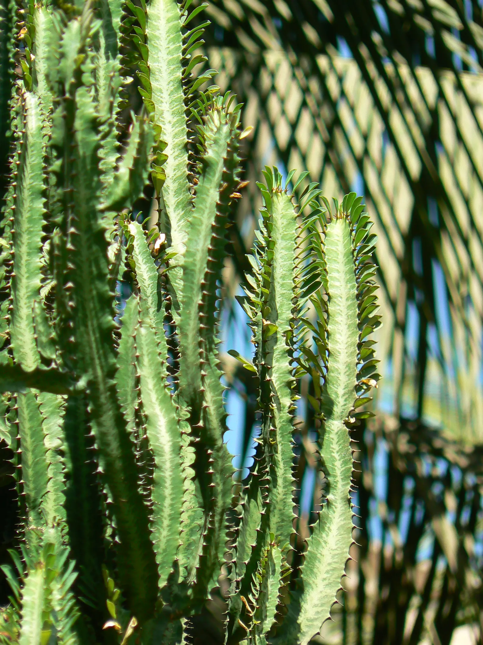 Red Pencil Tree (Euphorbia tirucalli) — in line with typical succulent care