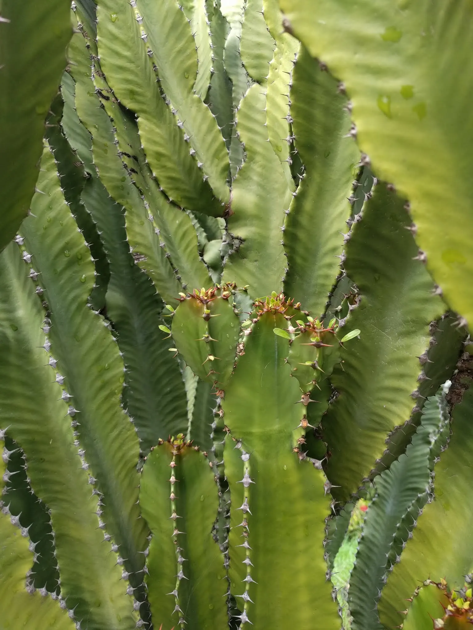 Red Pencil Tree (Euphorbia tirucalli) — Always wear gloves when pruning or handling this plant