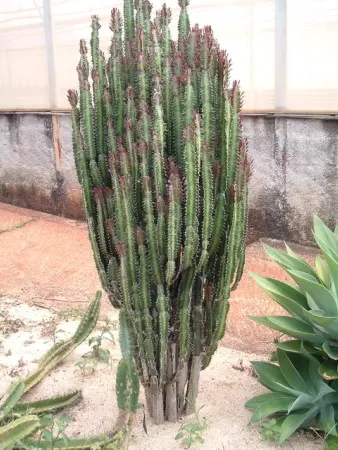 Red Pencil Tree (Euphorbia tirucalli) — it's recommended to place it in a sunny area; visually interesting specimen that can serve as a focal point or can be